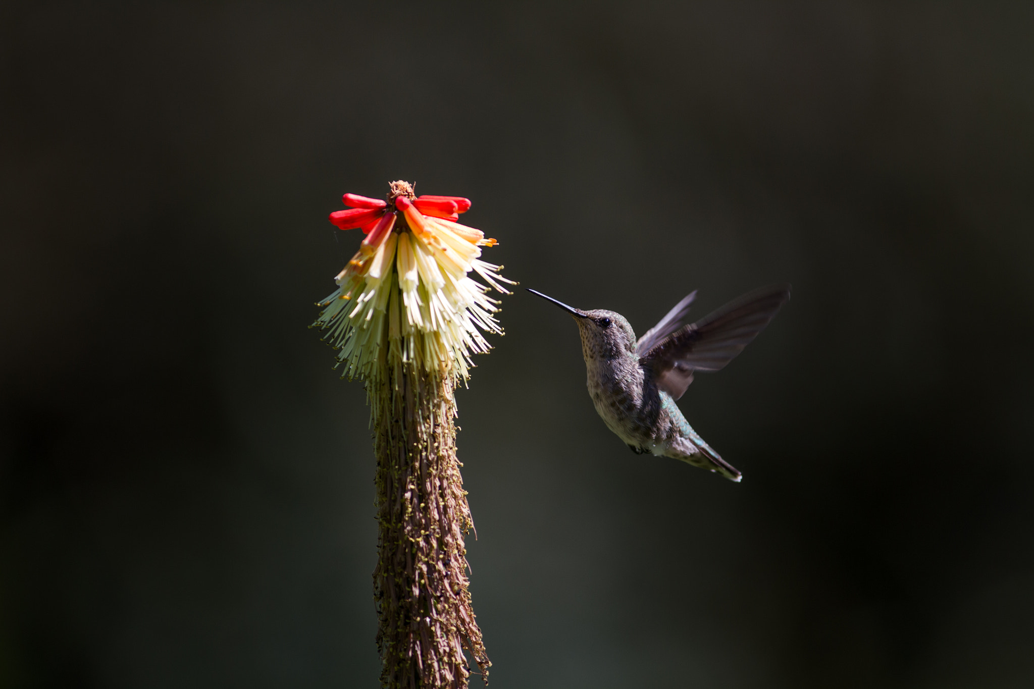 Canon EOS 7D + Canon EF 300mm f/2.8L sample photo. The hummingbird photography