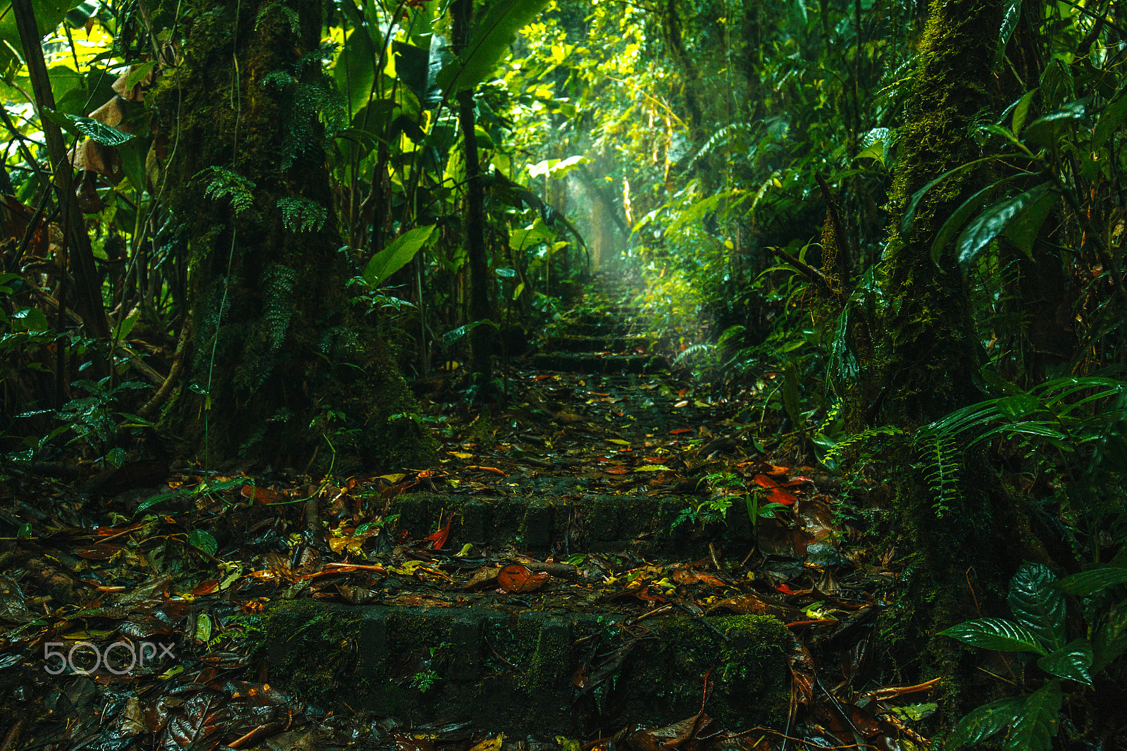 Canon EOS 50D + Canon EF 16-35mm F4L IS USM sample photo. Trail in cloud forest, costa rica photography