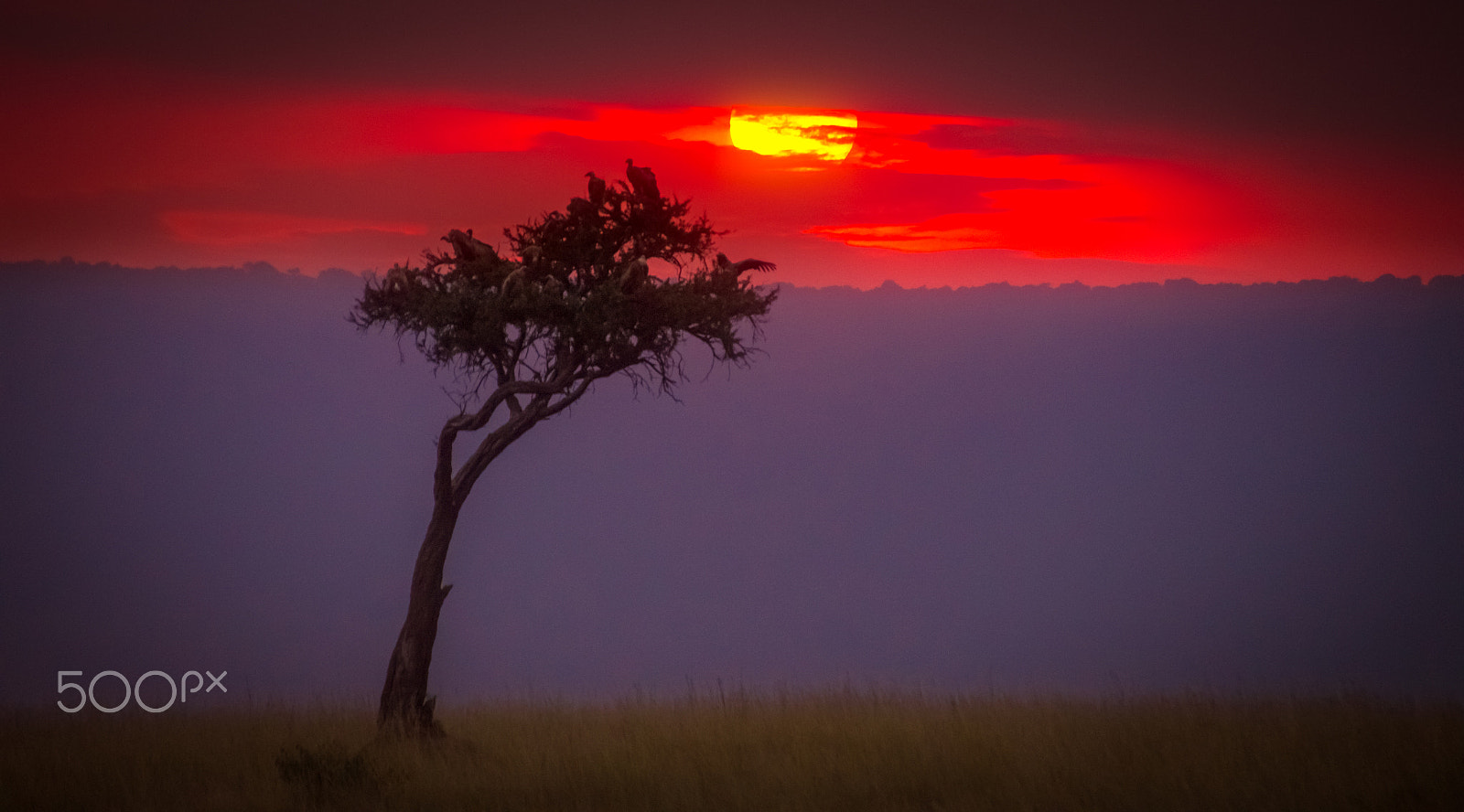 Sony SLT-A35 sample photo. A mara sunset photography