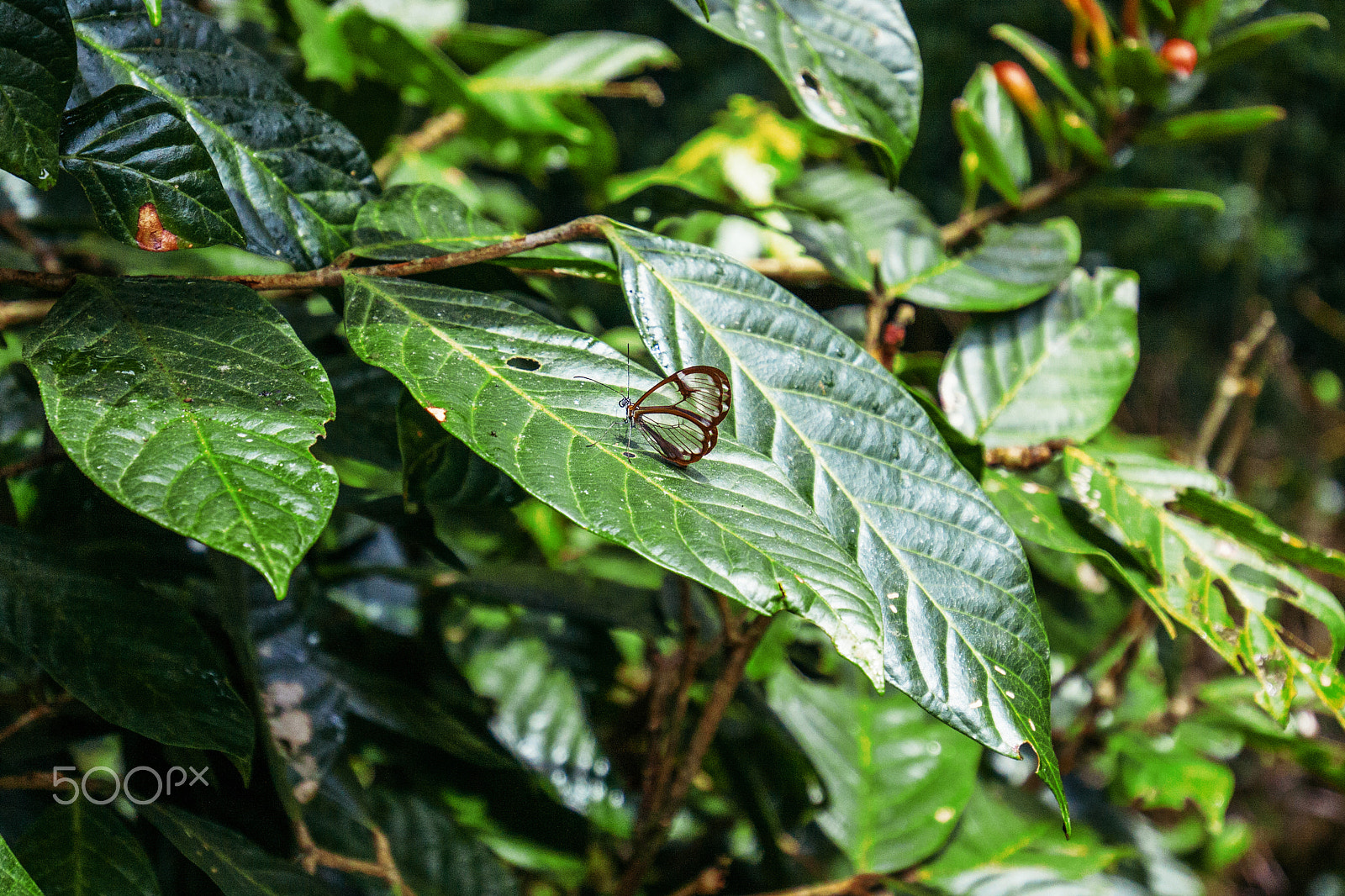 Canon EOS 50D + Canon EF 16-35mm F4L IS USM sample photo. Glasswinged butterfly photography