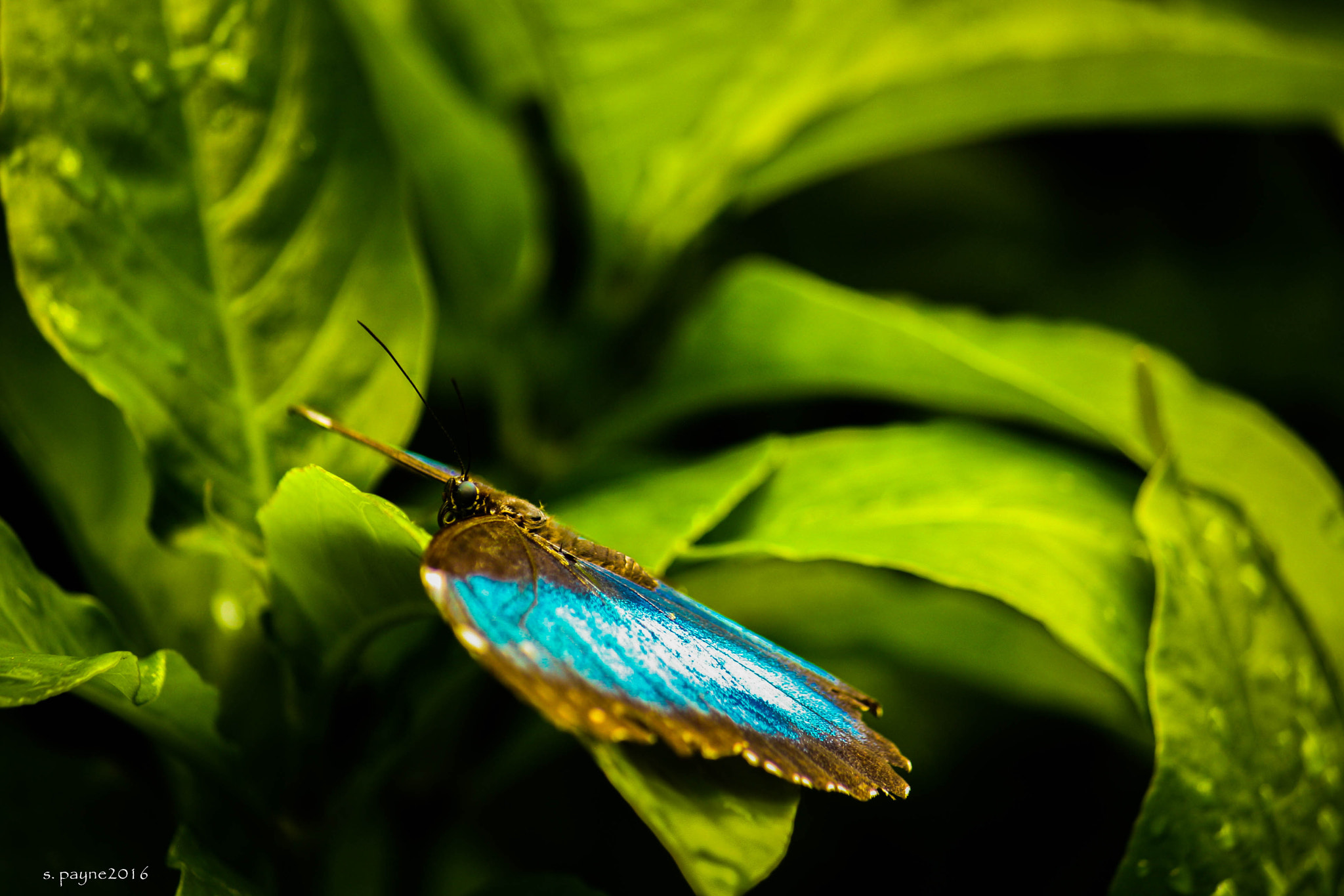 Canon EOS 1000D (EOS Digital Rebel XS / EOS Kiss F) sample photo. Blue wings photography