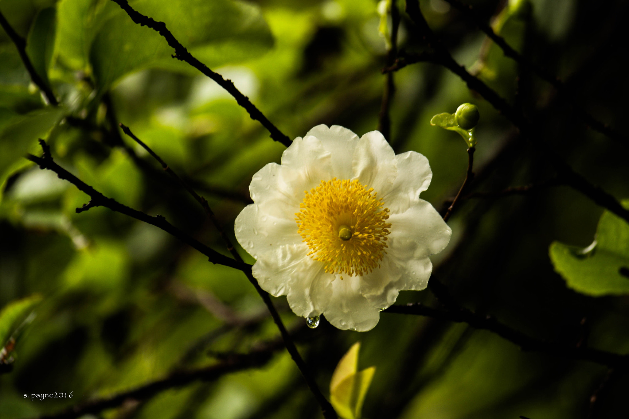 Canon EOS 1000D (EOS Digital Rebel XS / EOS Kiss F) sample photo. Stillness above photography