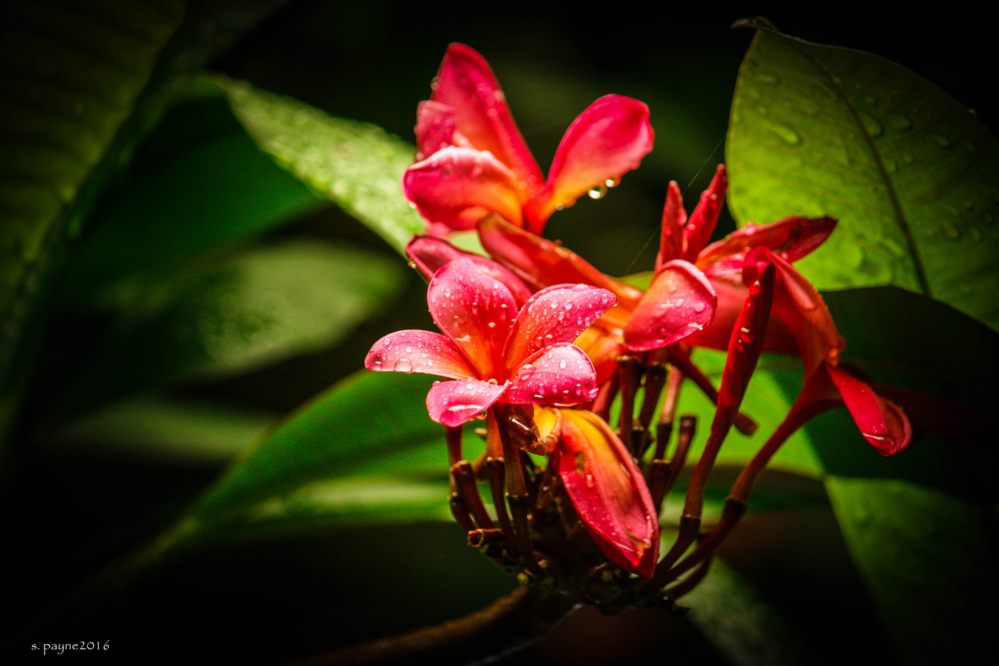 Canon EOS 1000D (EOS Digital Rebel XS / EOS Kiss F) sample photo. Paradise small photography
