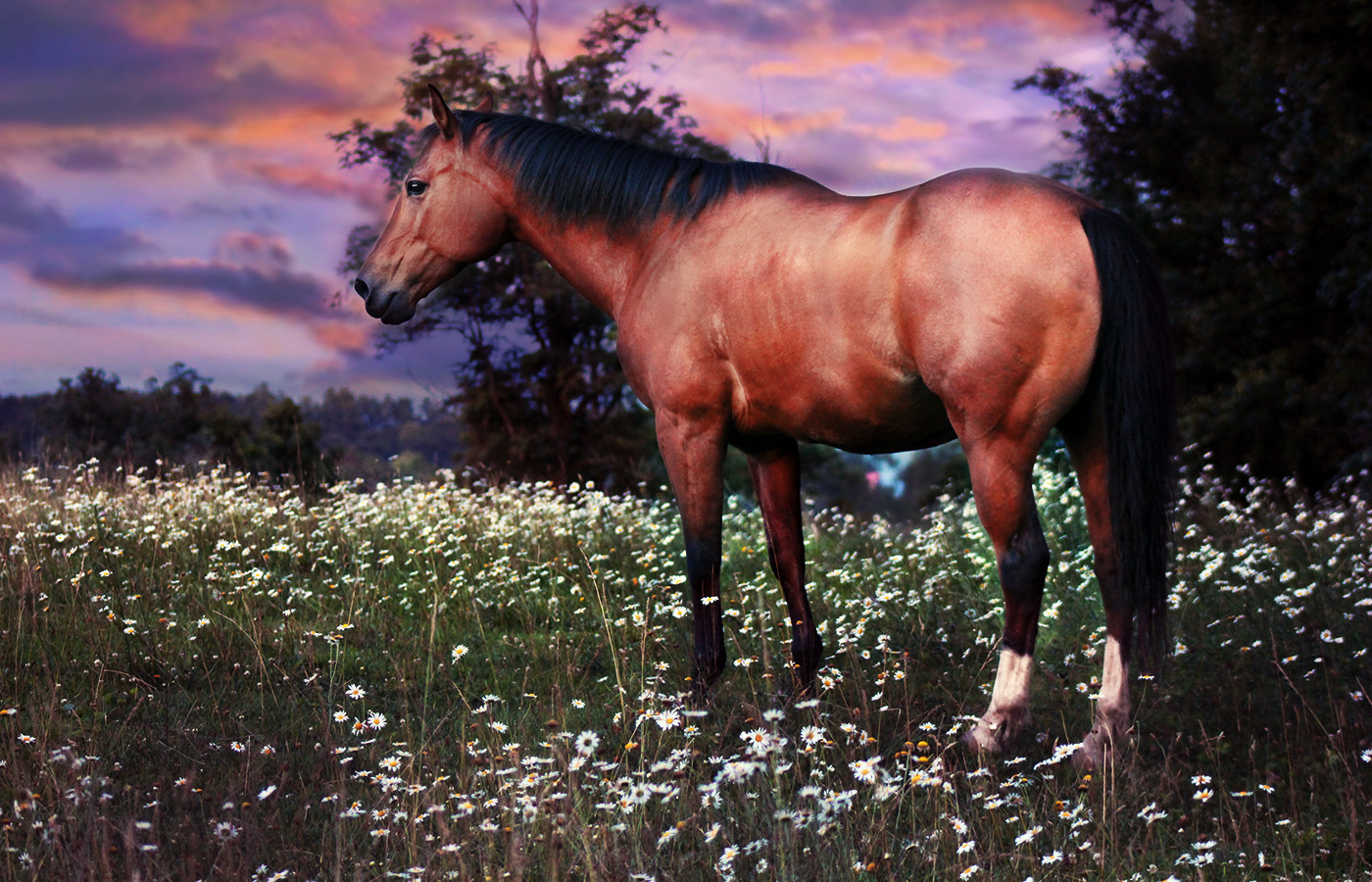 Canon EF 75-300mm f/4-5.6 USM sample photo. Horse at sunset photography