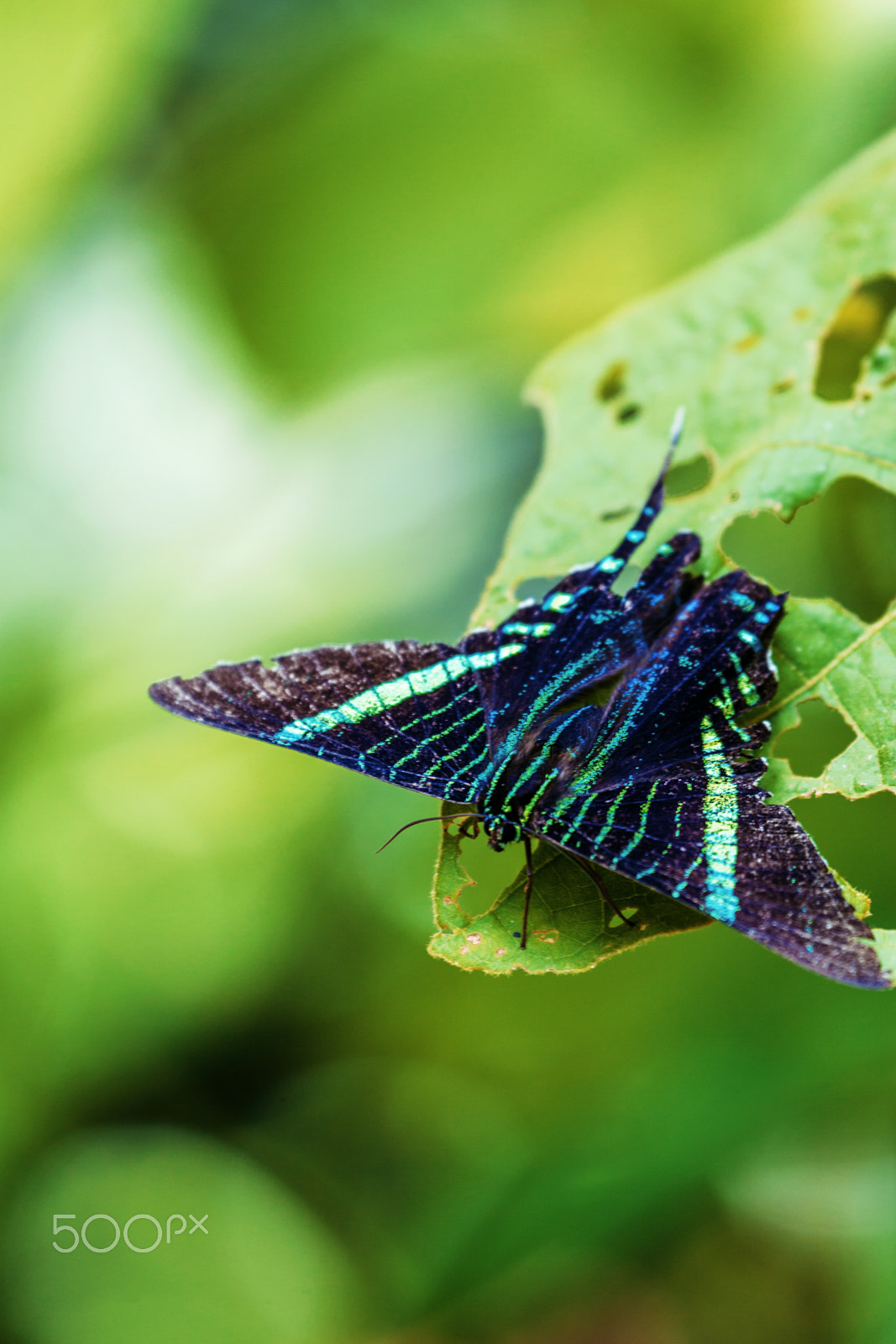 Canon EF 70-300mm F4-5.6L IS USM sample photo. Urania swallowtail moth in manuel antonio photography