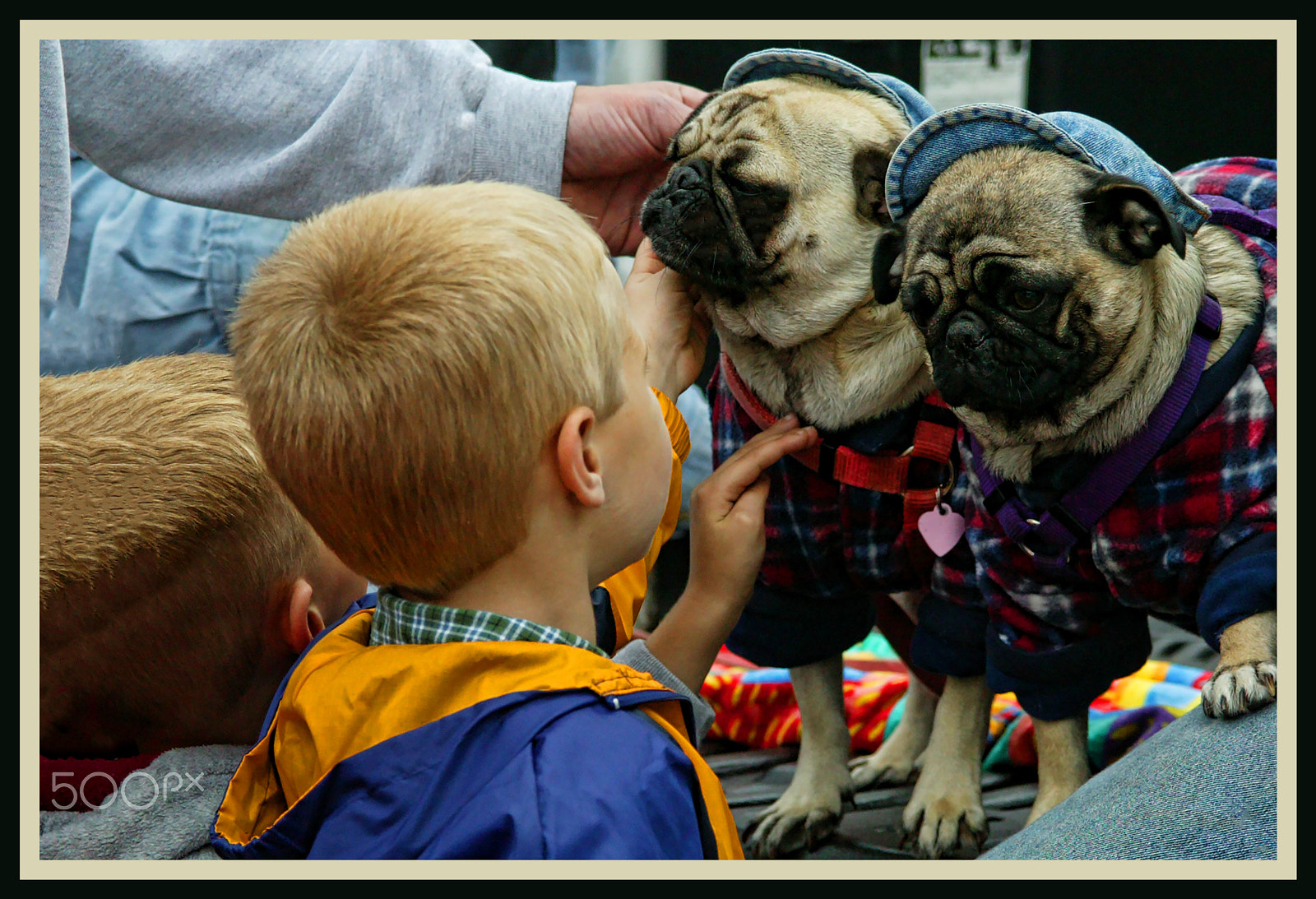 Tamron SP AF 28-105mm f/2.8 LD Aspherical IF sample photo. Almost twin boys meet twin pugs photography