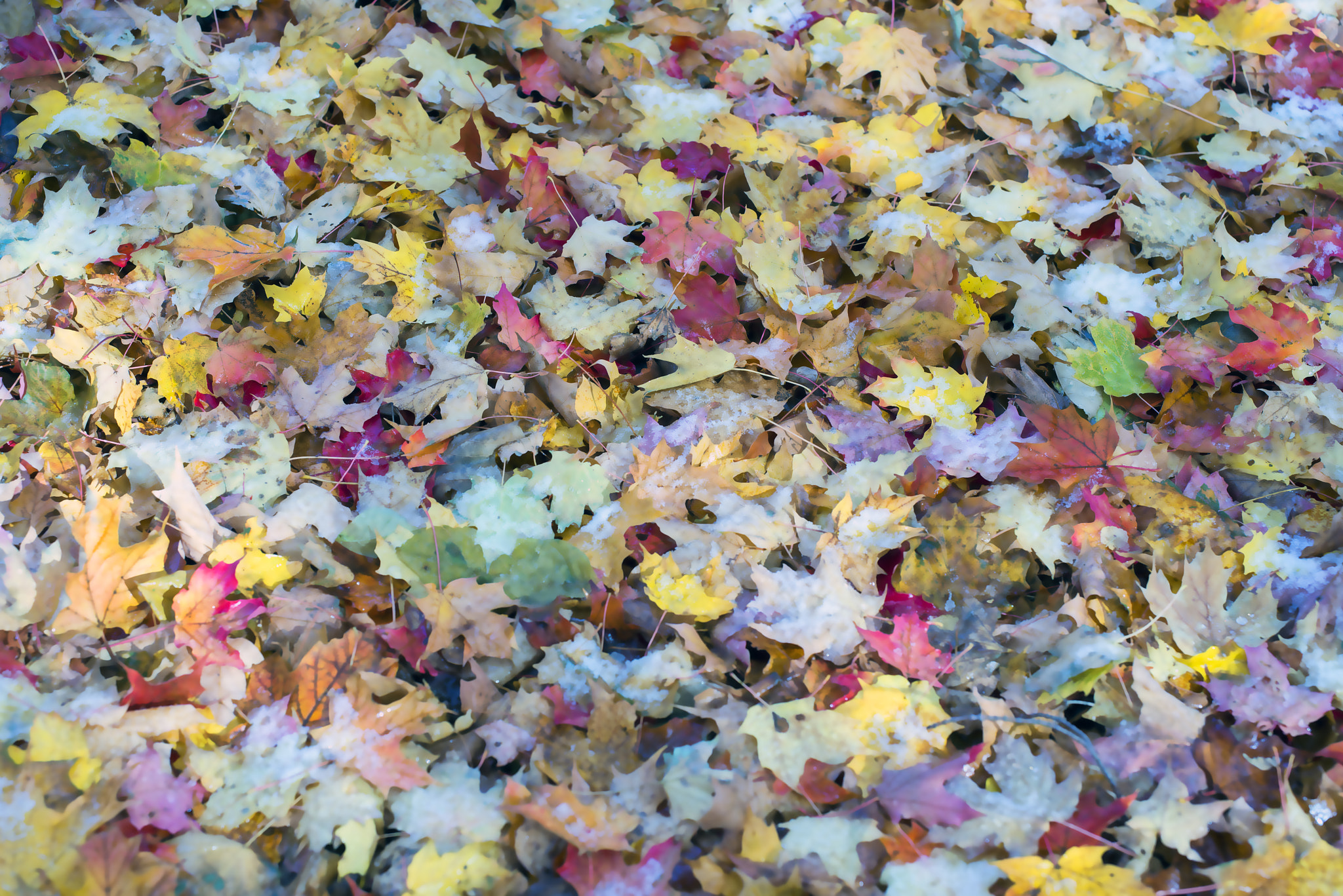 ZEISS Otus 55mm F1.4 sample photo. Fall leaves photography