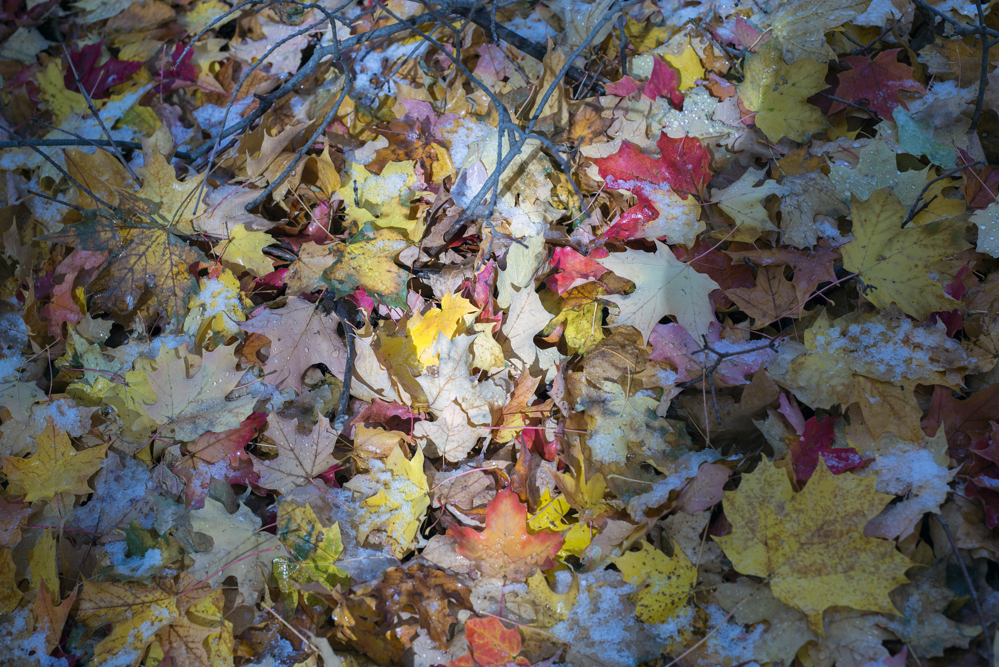 ZEISS Otus 55mm F1.4 sample photo. Colors photography