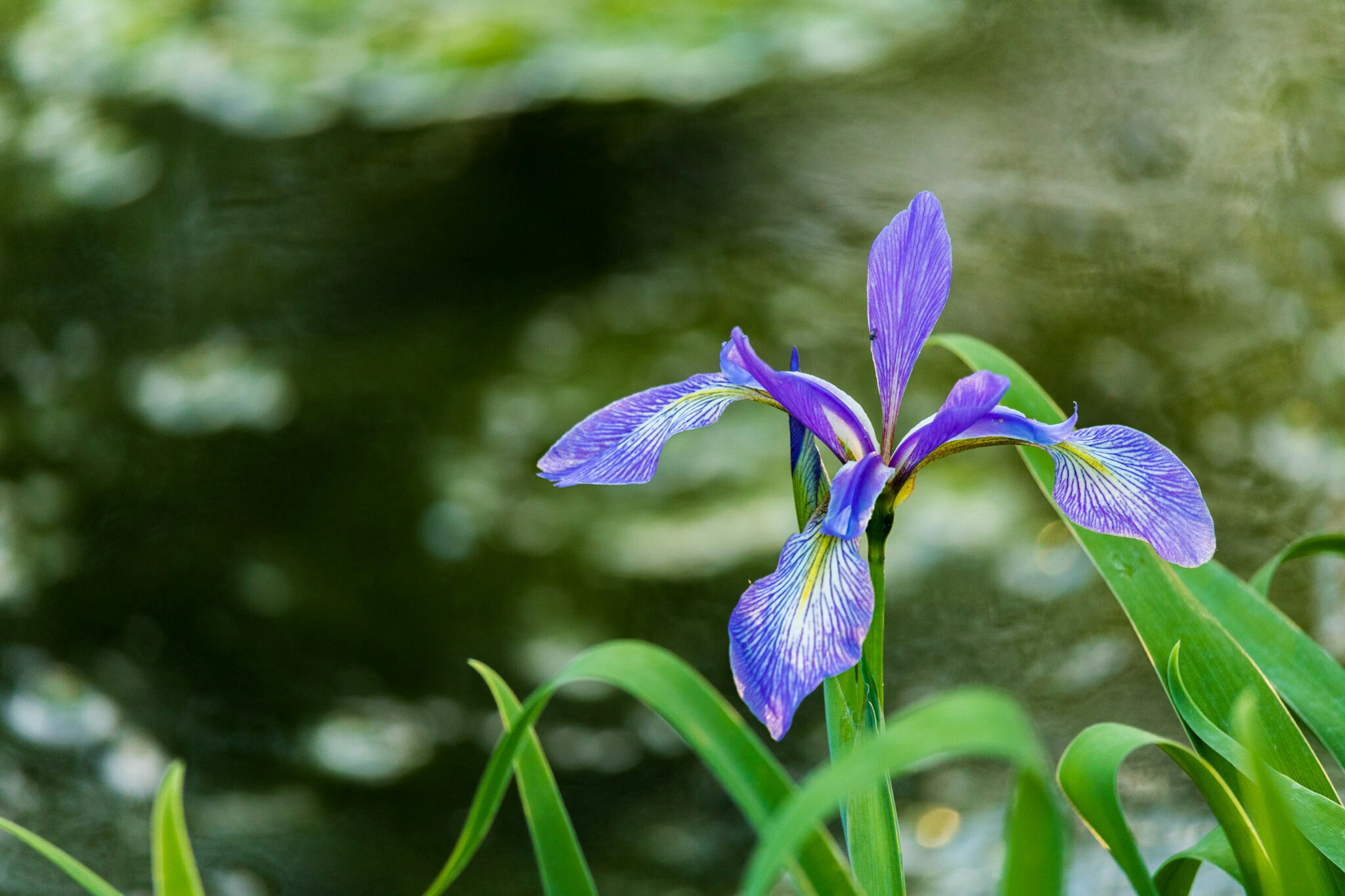 Canon EF-S 55-250mm F4-5.6 IS STM sample photo. Pond flower i  photography