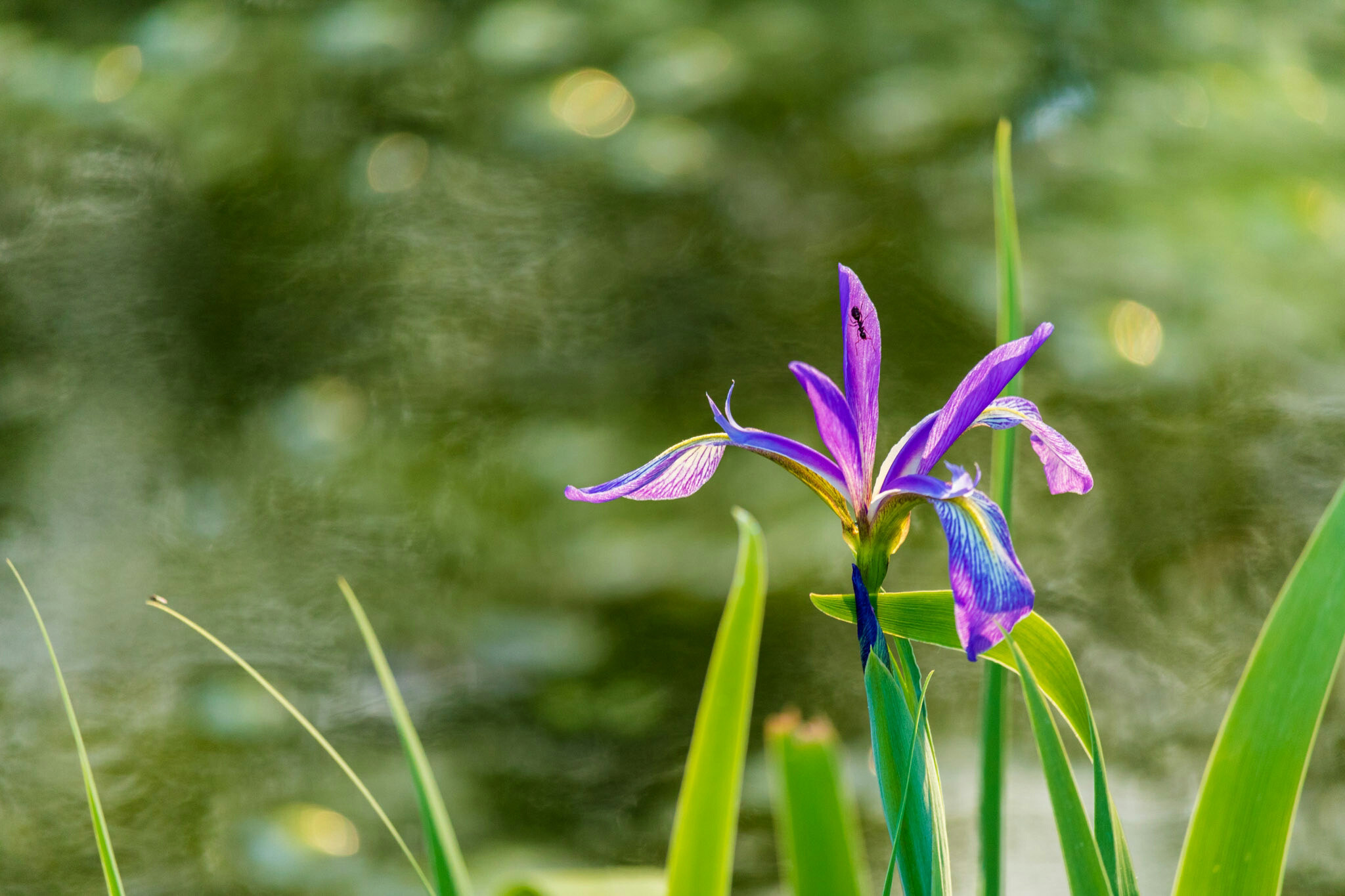 Canon EF-S 55-250mm F4-5.6 IS STM sample photo. Pond flower ii  photography