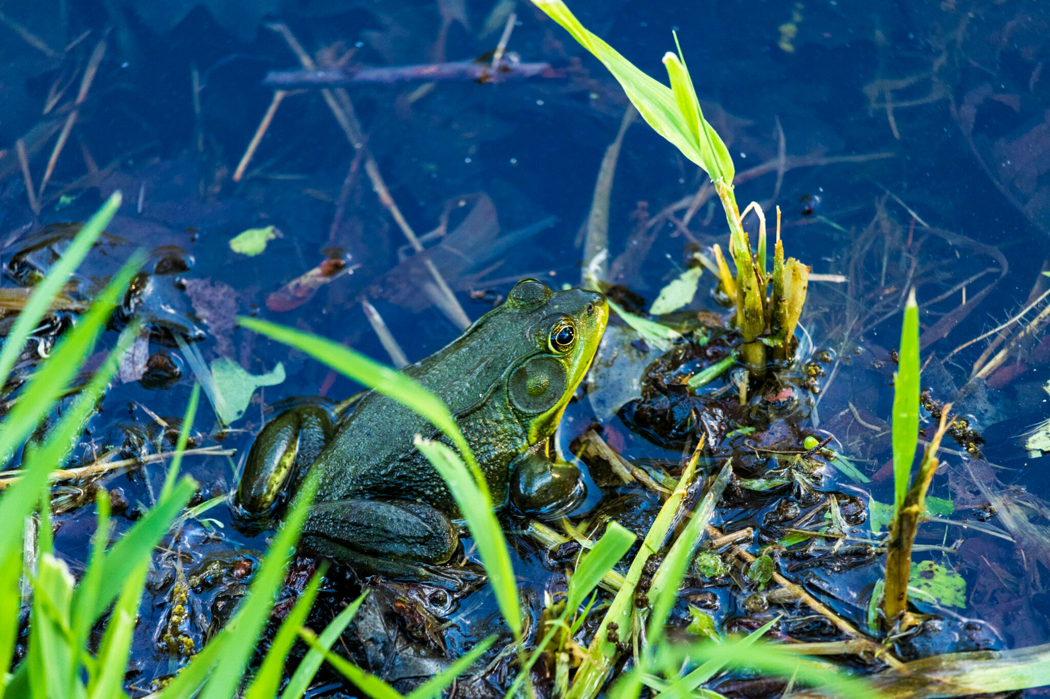 Canon EF-S 55-250mm F4-5.6 IS STM sample photo. Another frog  photography
