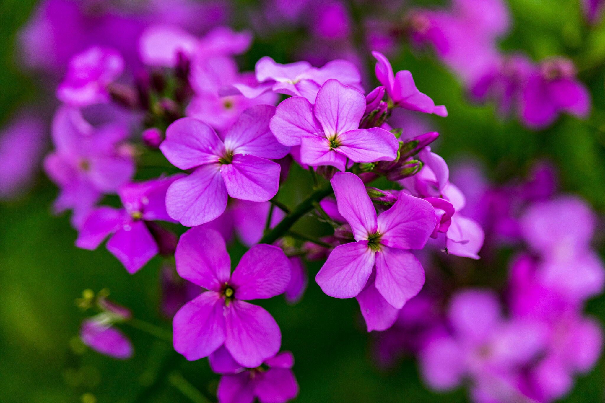 Canon EF-S 55-250mm F4-5.6 IS STM sample photo. Wildflowers  photography