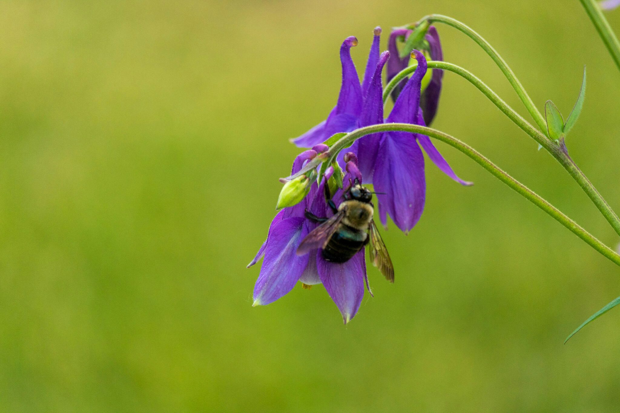 Canon EF-S 55-250mm F4-5.6 IS STM sample photo. Bumblebee  photography