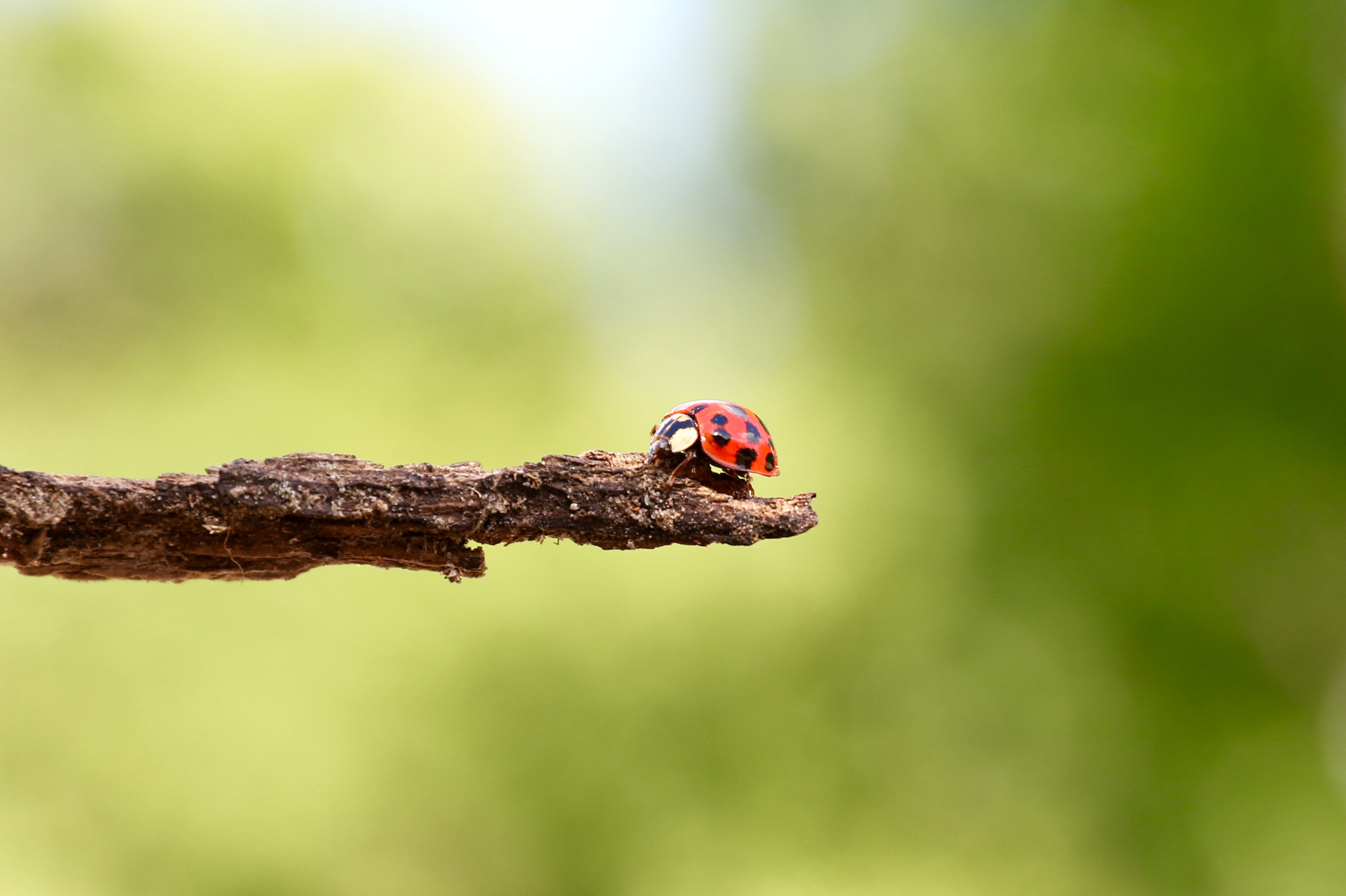 Canon EOS 7D Mark II + Canon EF 24-70mm F2.8L II USM sample photo. At the end of the road..... ladybug photography