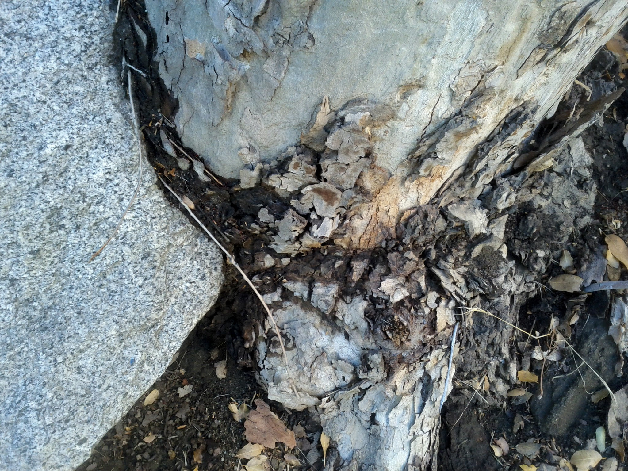 Google Nexus S sample photo. Tsu ns photography