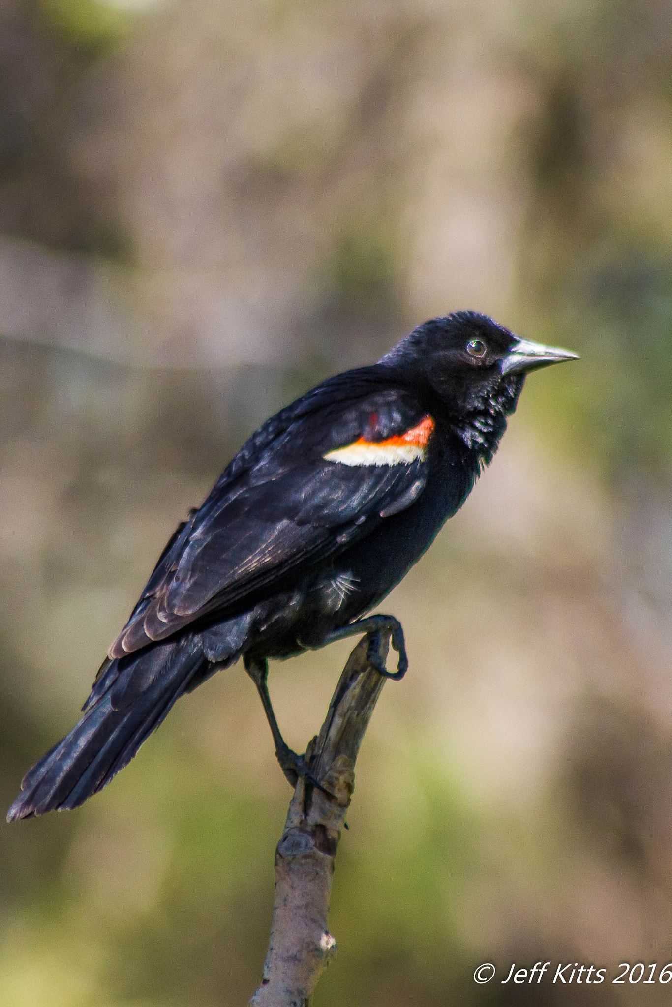 Canon EF 75-300mm f/4-5.6 USM sample photo. 3723 photography