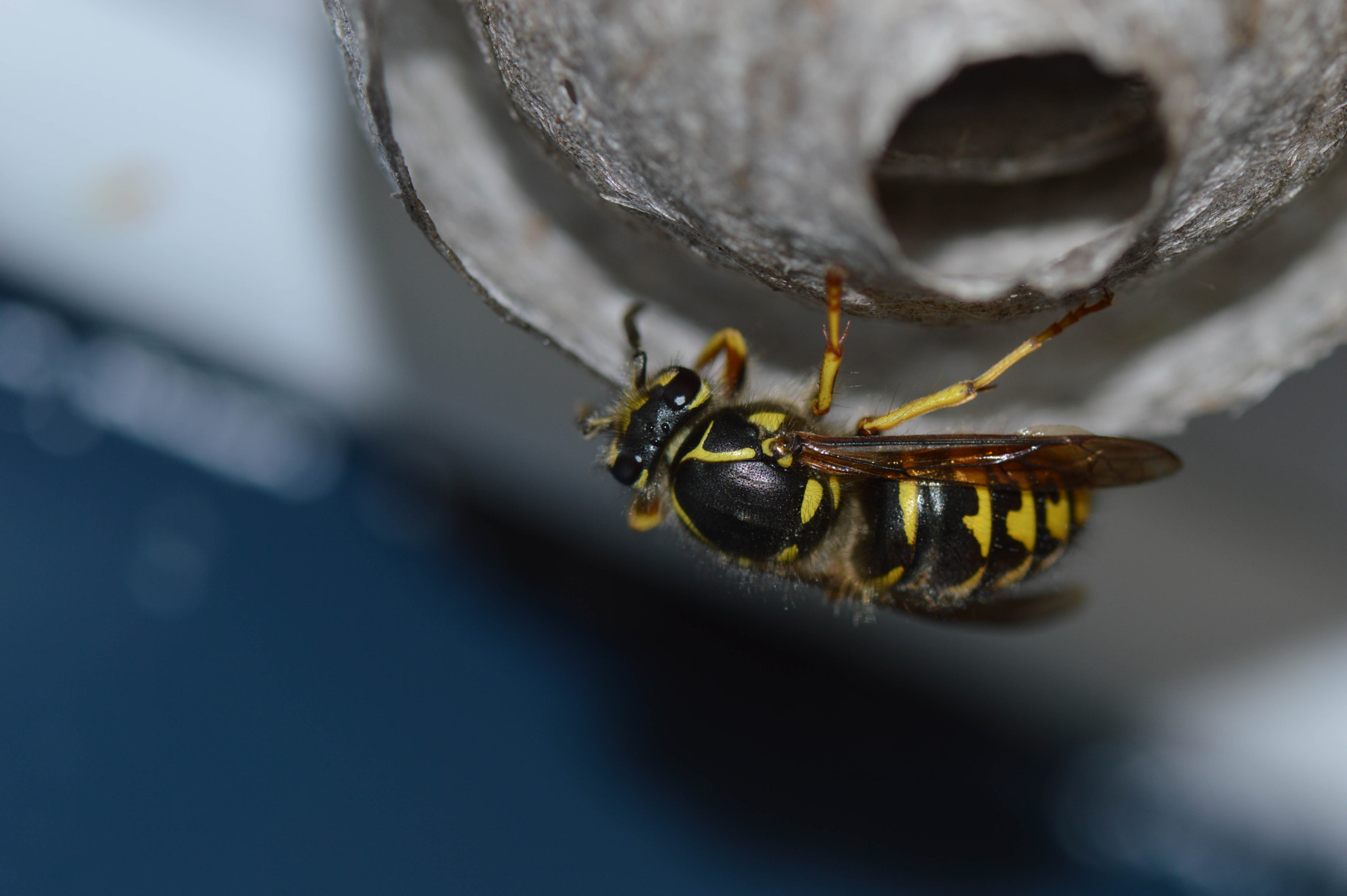 Nikon AF-S Micro-Nikkor 105mm F2.8G IF-ED VR sample photo. Born to fly, forced to build. photography