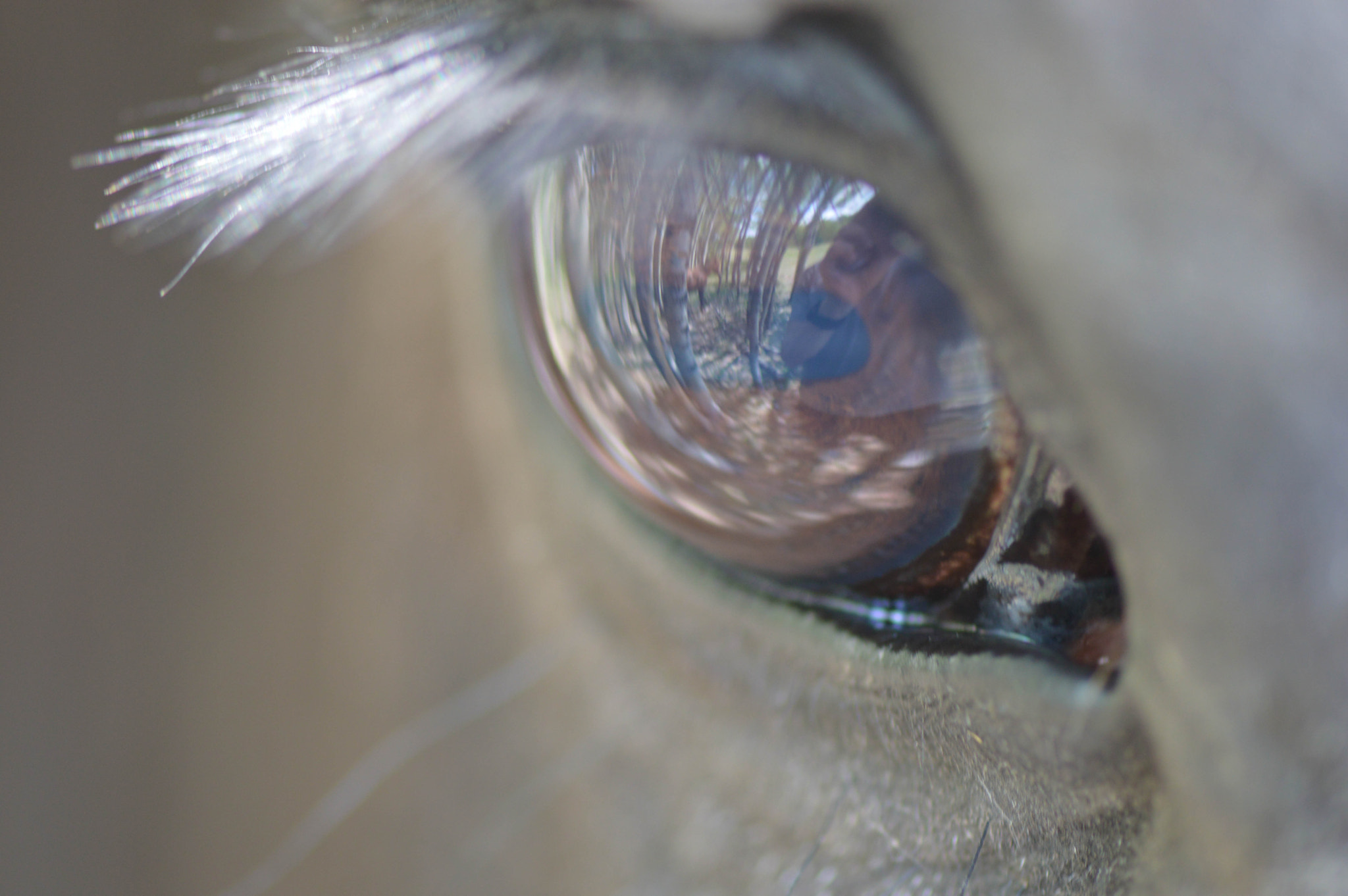 Nikon AF-S Micro-Nikkor 105mm F2.8G IF-ED VR sample photo. The all seeing eye. photography