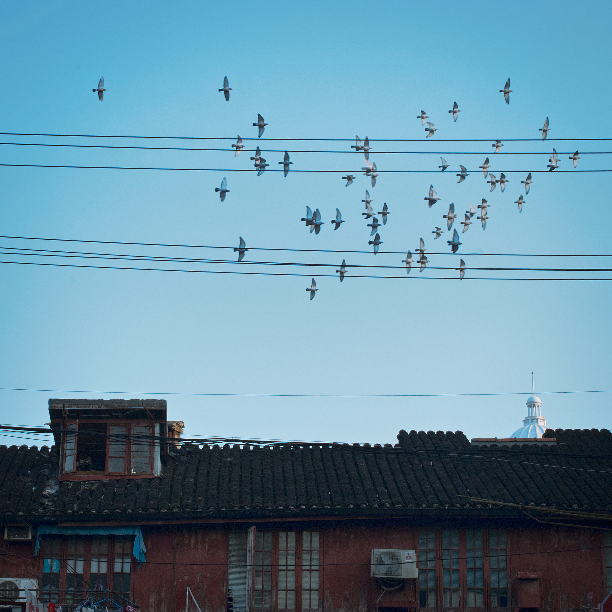Nikon Df + Nikon AF-S Nikkor 50mm F1.4G sample photo. Old street with pigeon flying above photography