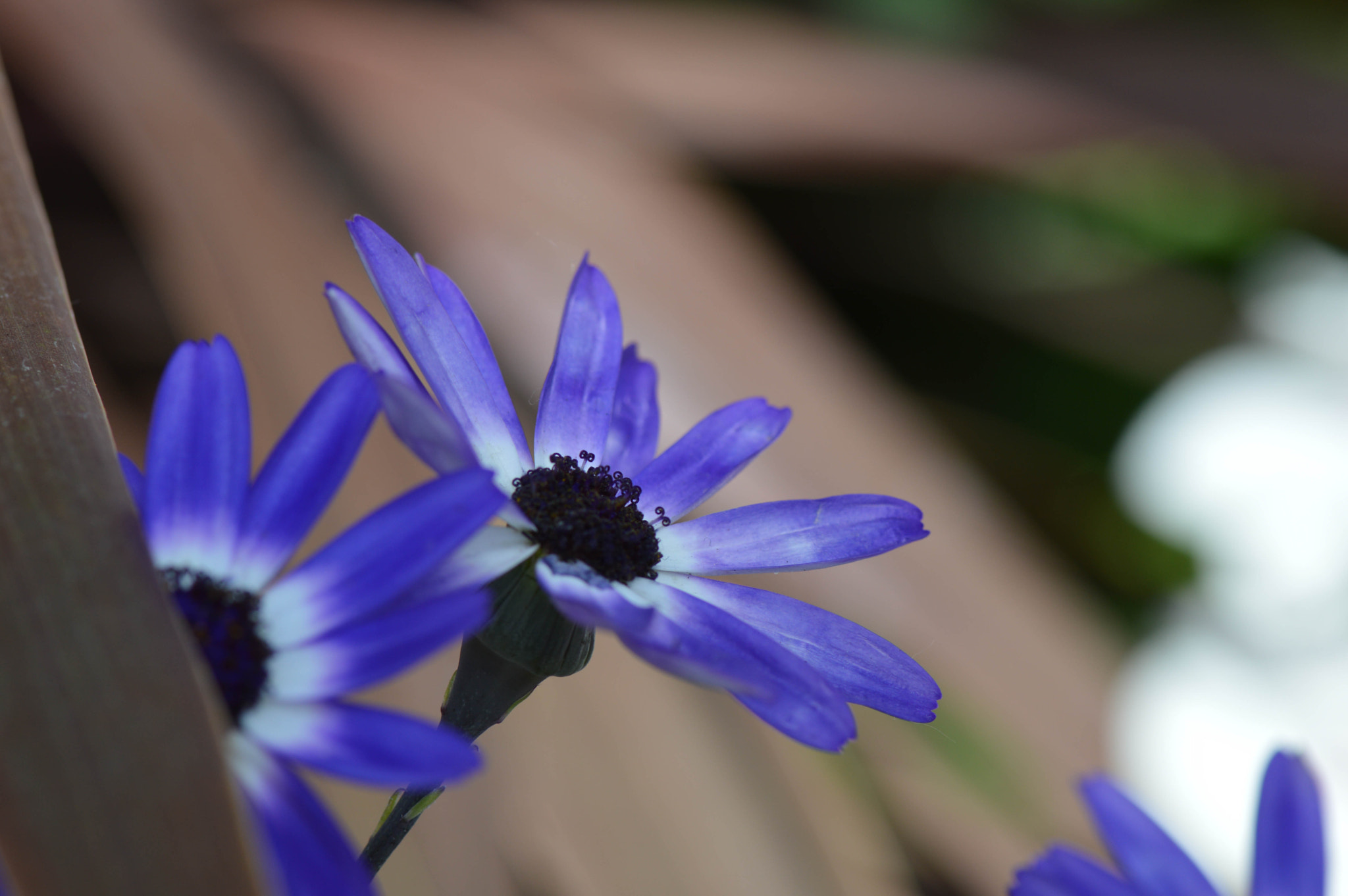 Nikon AF-S Micro-Nikkor 105mm F2.8G IF-ED VR sample photo. Dsc_0326.jpg photography