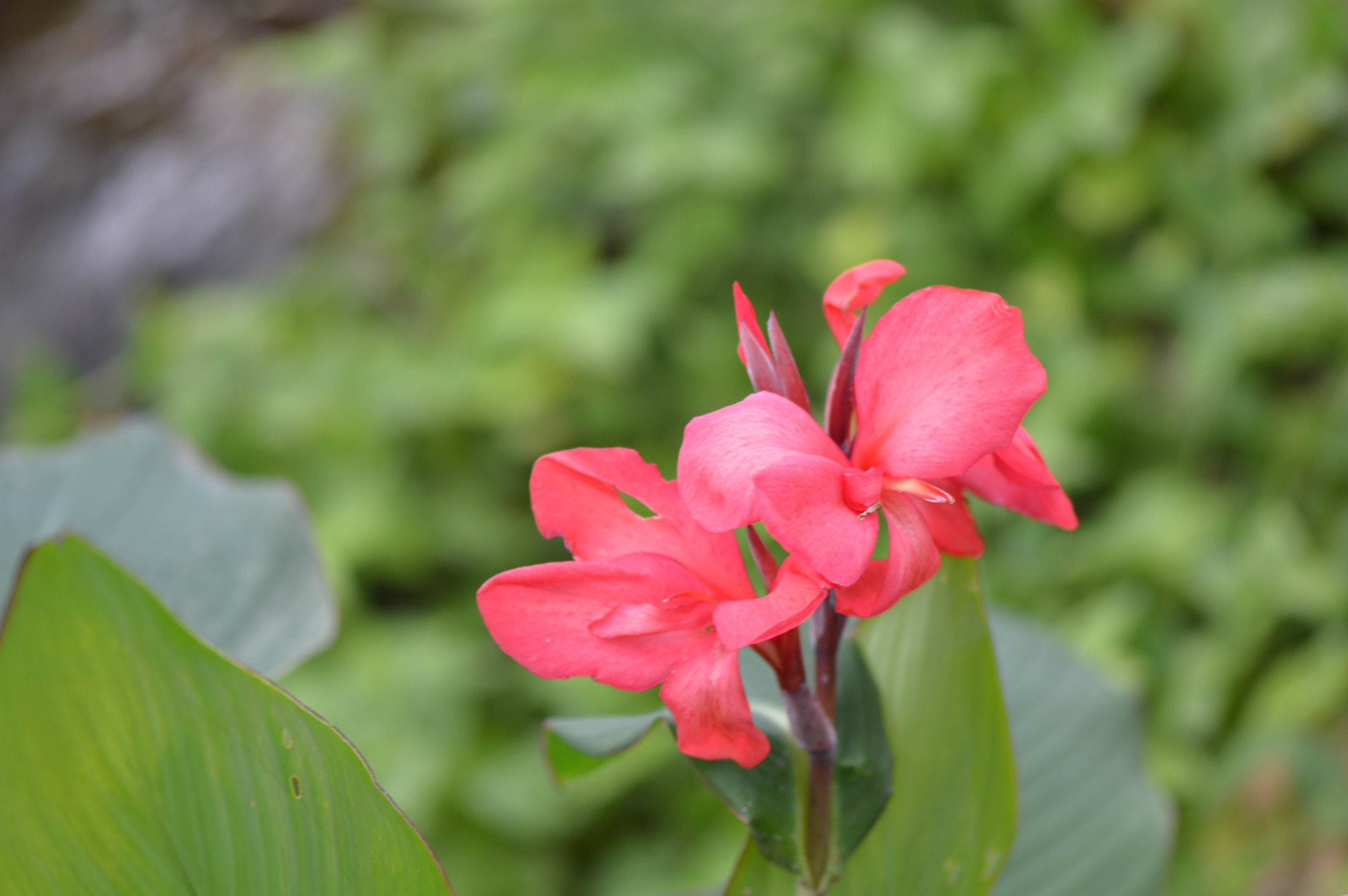Nikon AF-S Micro-Nikkor 105mm F2.8G IF-ED VR sample photo. Dsc_0096.jpg photography