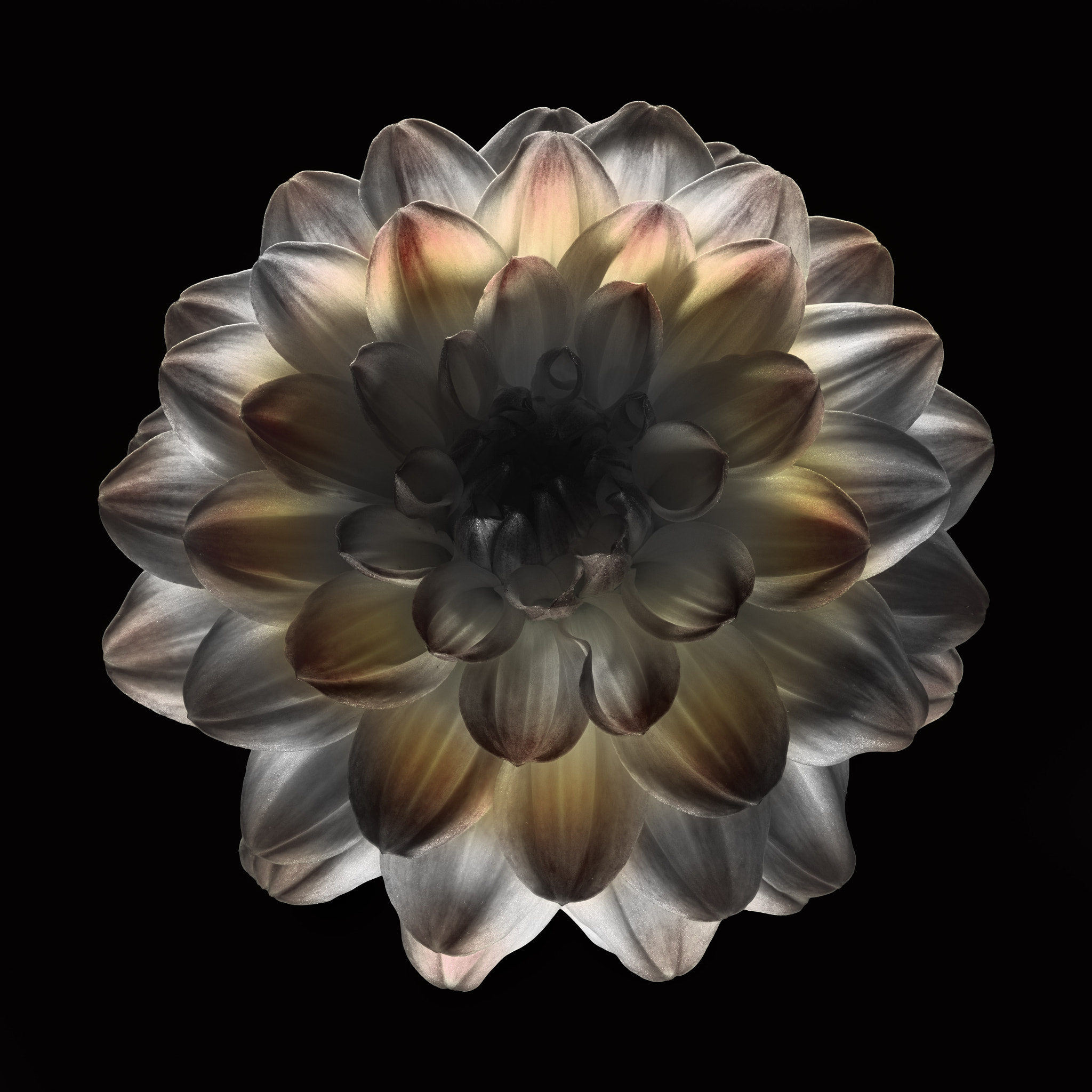 Nikon D810 + Nikon AF Micro-Nikkor 200mm F4D ED-IF sample photo. Ghost dahlia orange tint photography