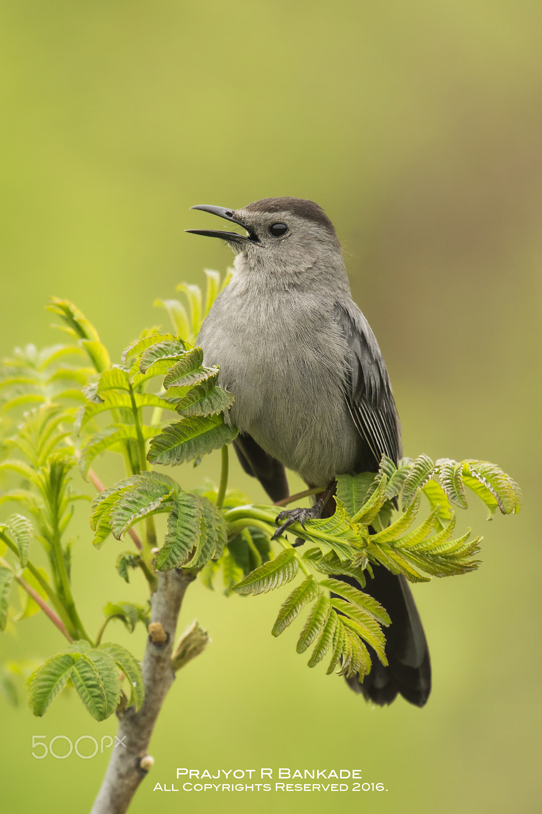 Nikon D7200 + Nikon AF-S Nikkor 500mm F4G ED VR sample photo. Catbird photography