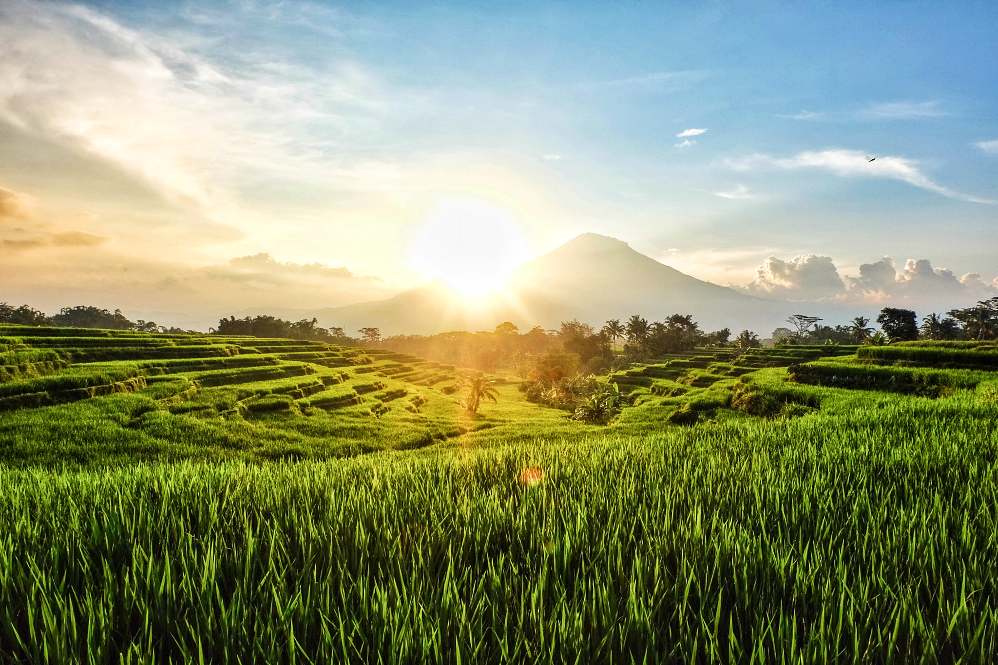 Fujifilm X-M1 + Fujifilm XC 16-50mm F3.5-5.6 OIS II sample photo. Field in the morning photography