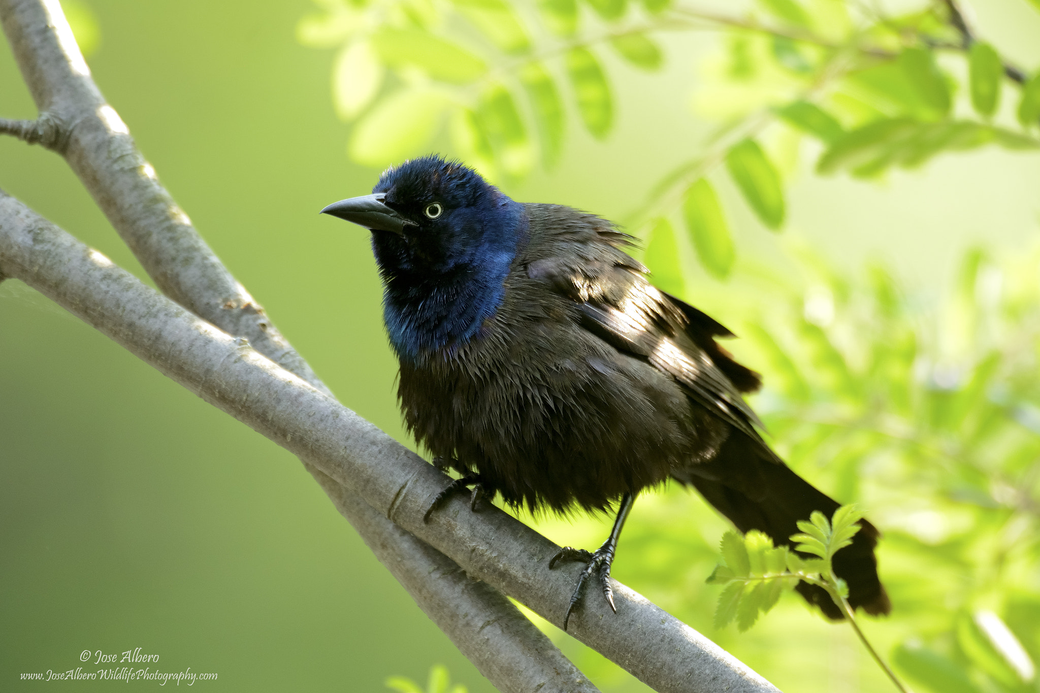 Nikon AF-S Nikkor 500mm F4D ED-IF II sample photo. Common grackle photography