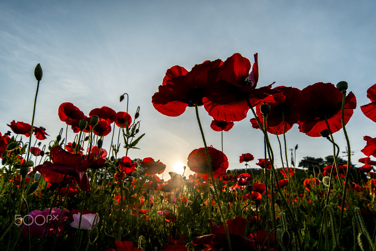 Sony a7R II sample photo. Hills of poppy(_dsc9176.jpg) photography