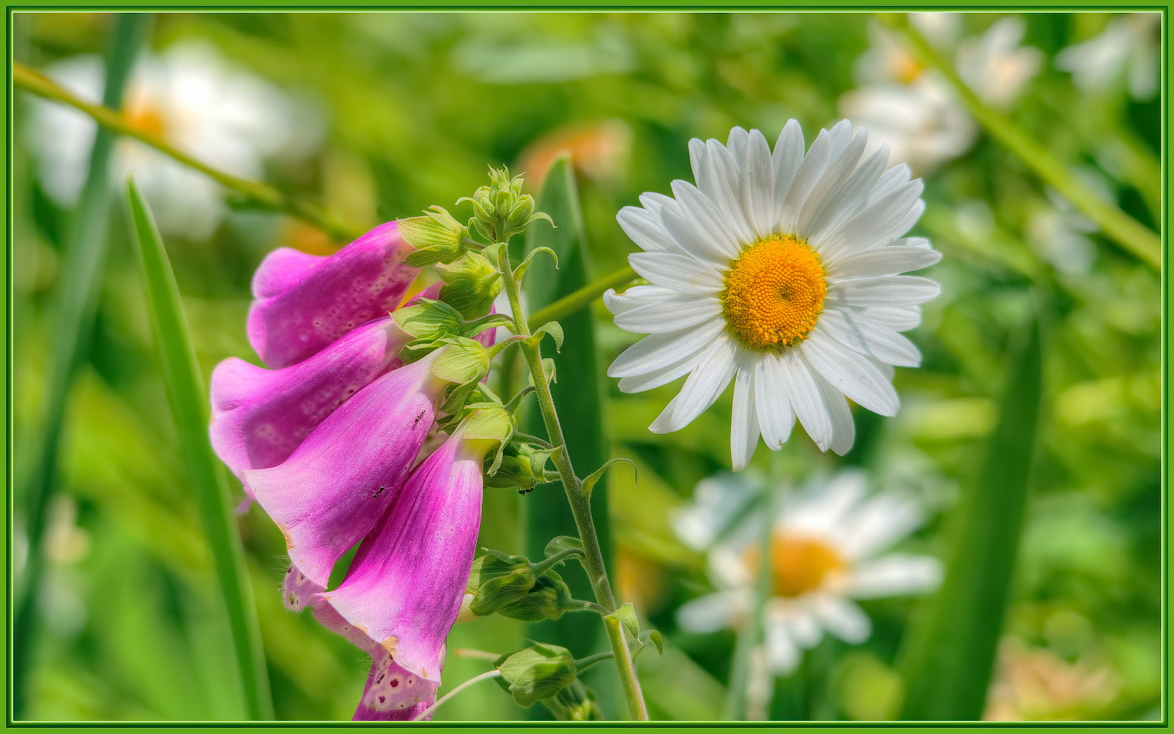 Sigma 120-400mm F4.5-5.6 DG OS HSM sample photo. Meadow mates photography