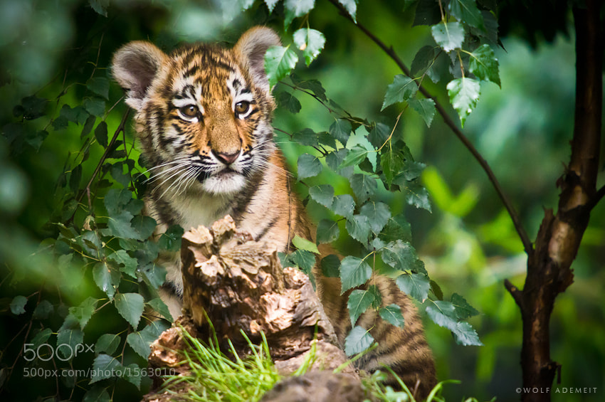 23 tiger cub in tree