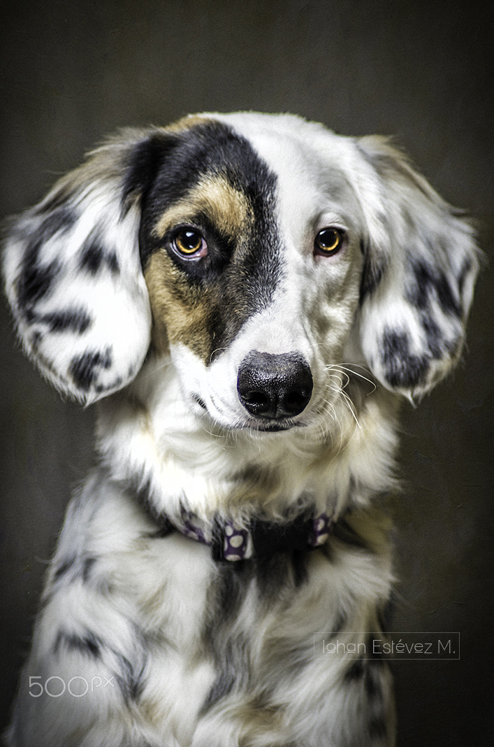 Tamron AF 70-300mm F4-5.6 Di LD Macro sample photo. Tacha retrato 1 photography