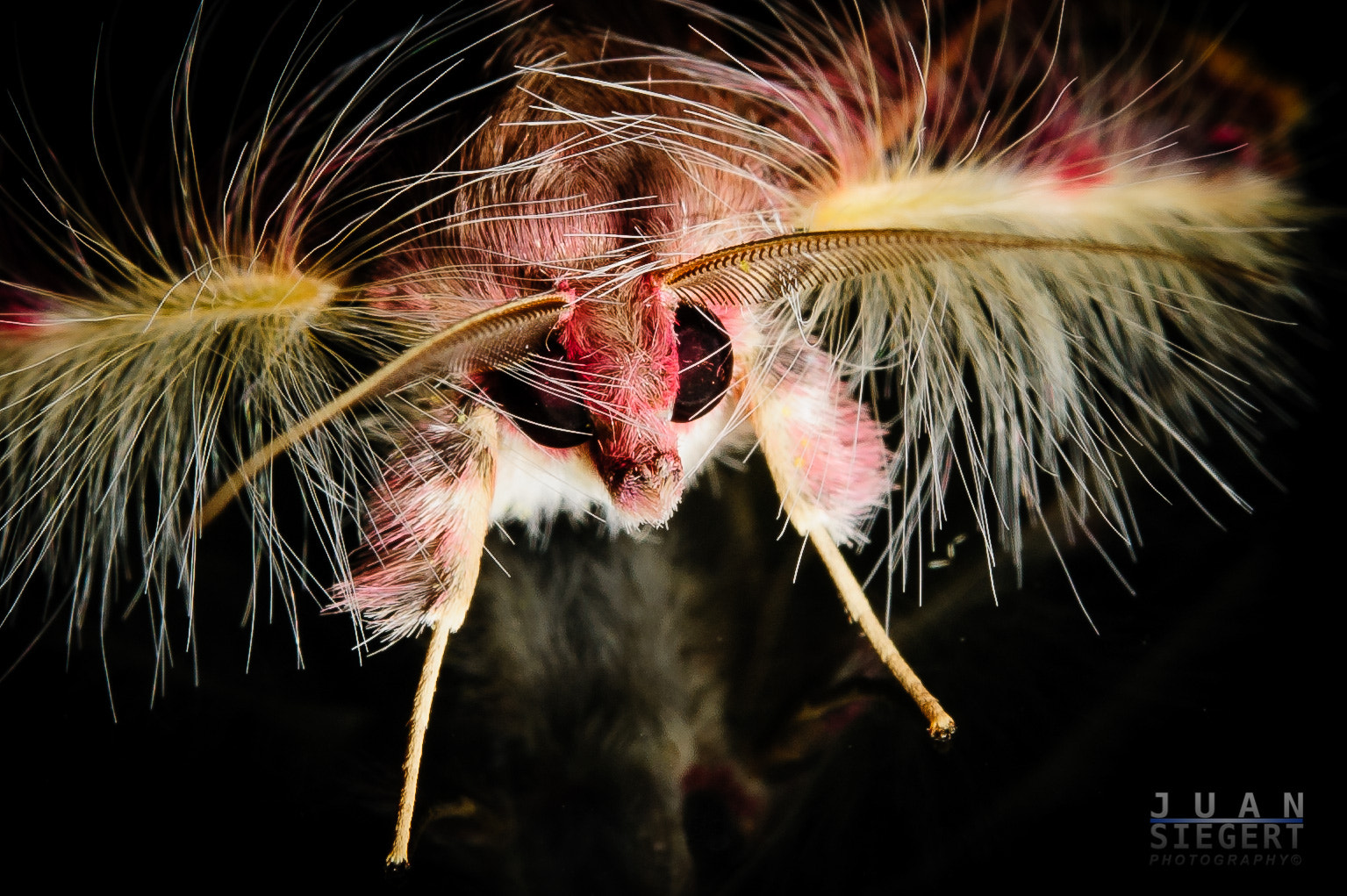 Nikon AF-S Micro-Nikkor 60mm F2.8G ED sample photo. The moth photography