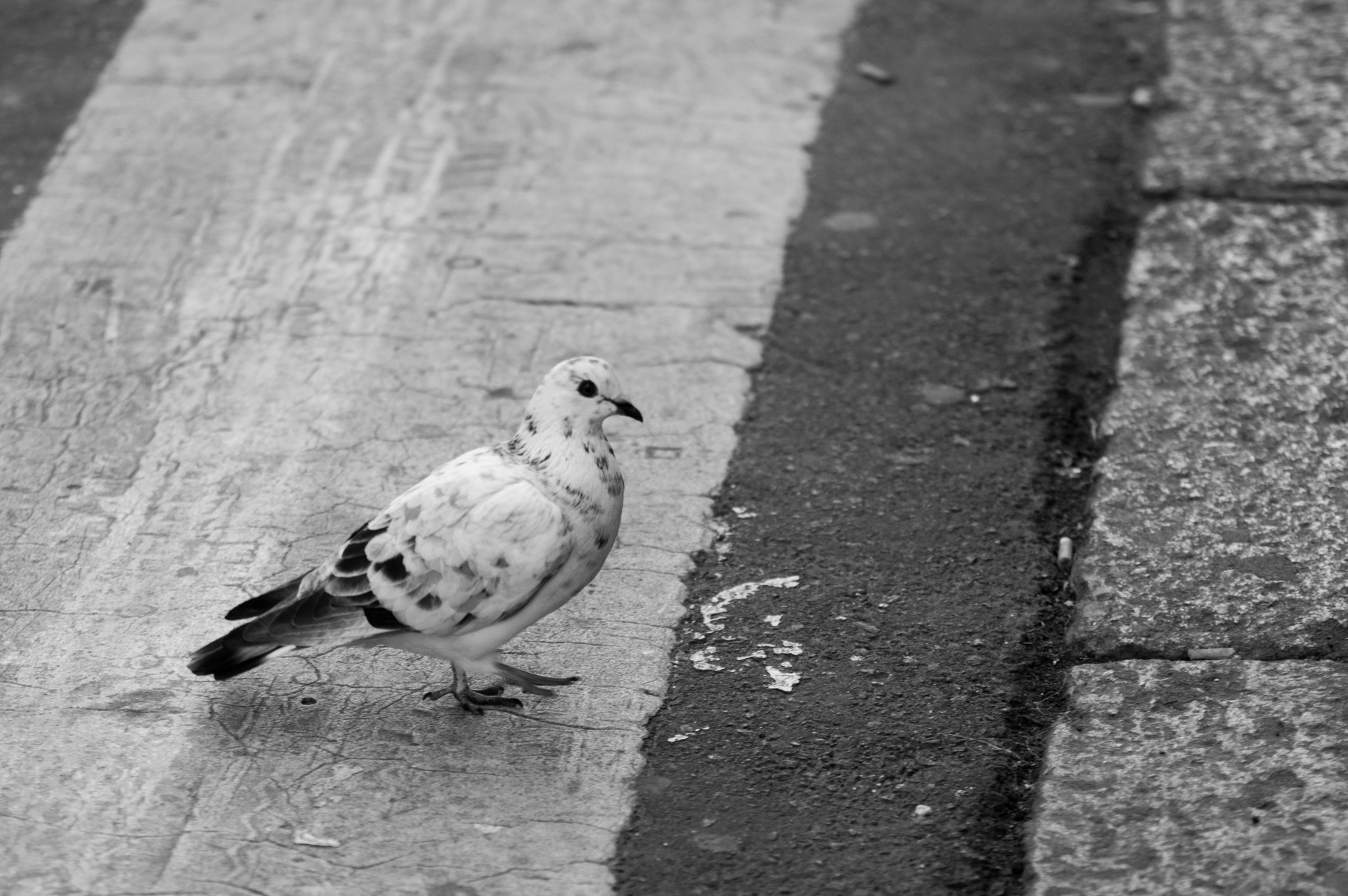 Nikon D3100 sample photo. Thedove photography