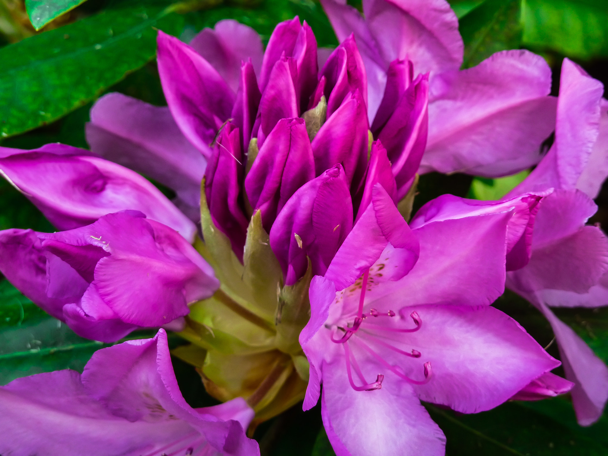 Panasonic DMC-ZS1 sample photo. Blooming flower photography