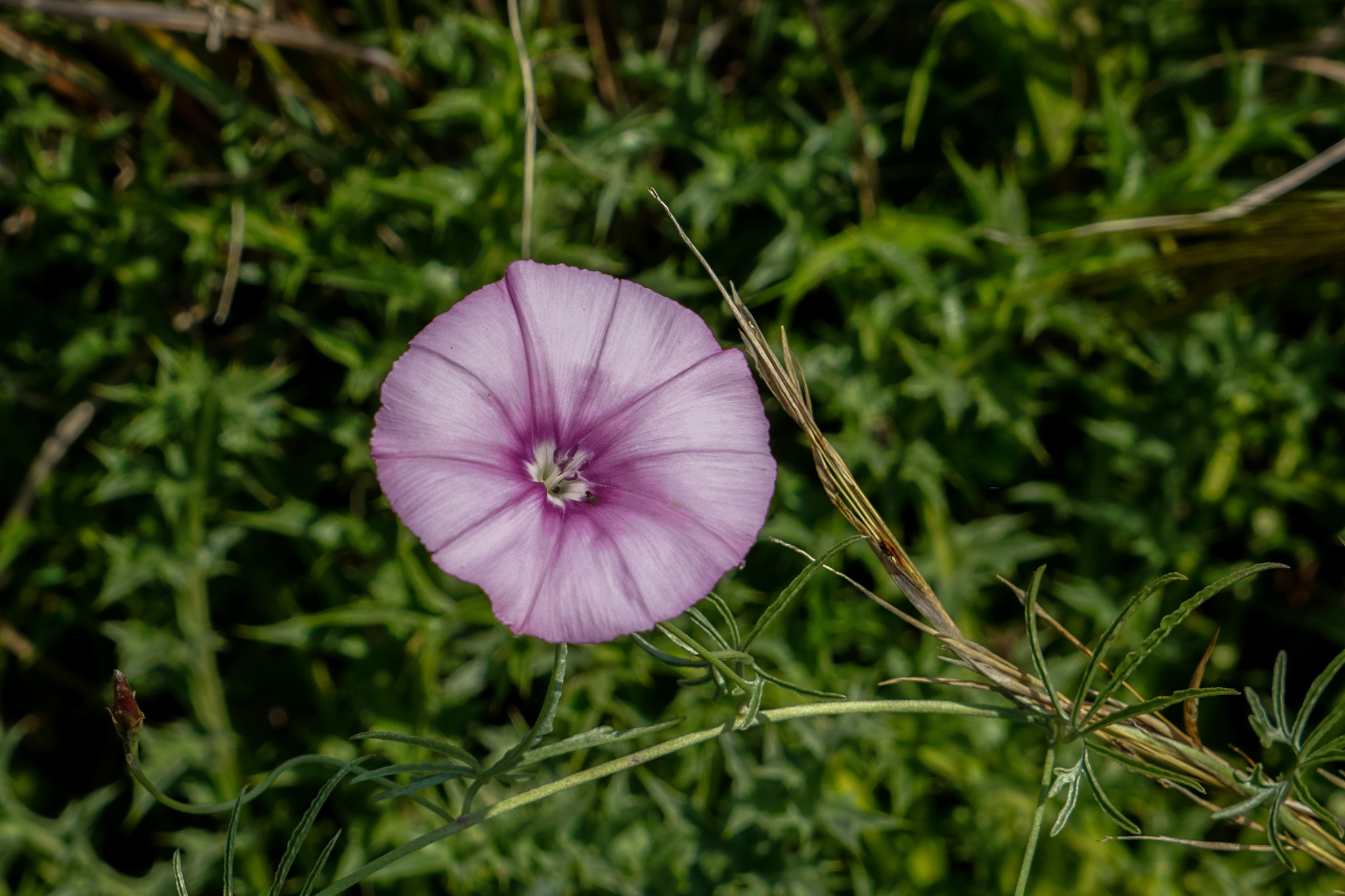 Sony a6000 + Sony FE 24-240mm F3.5-6.3 OSS sample photo. Fiore lilla ma non di lillà photography