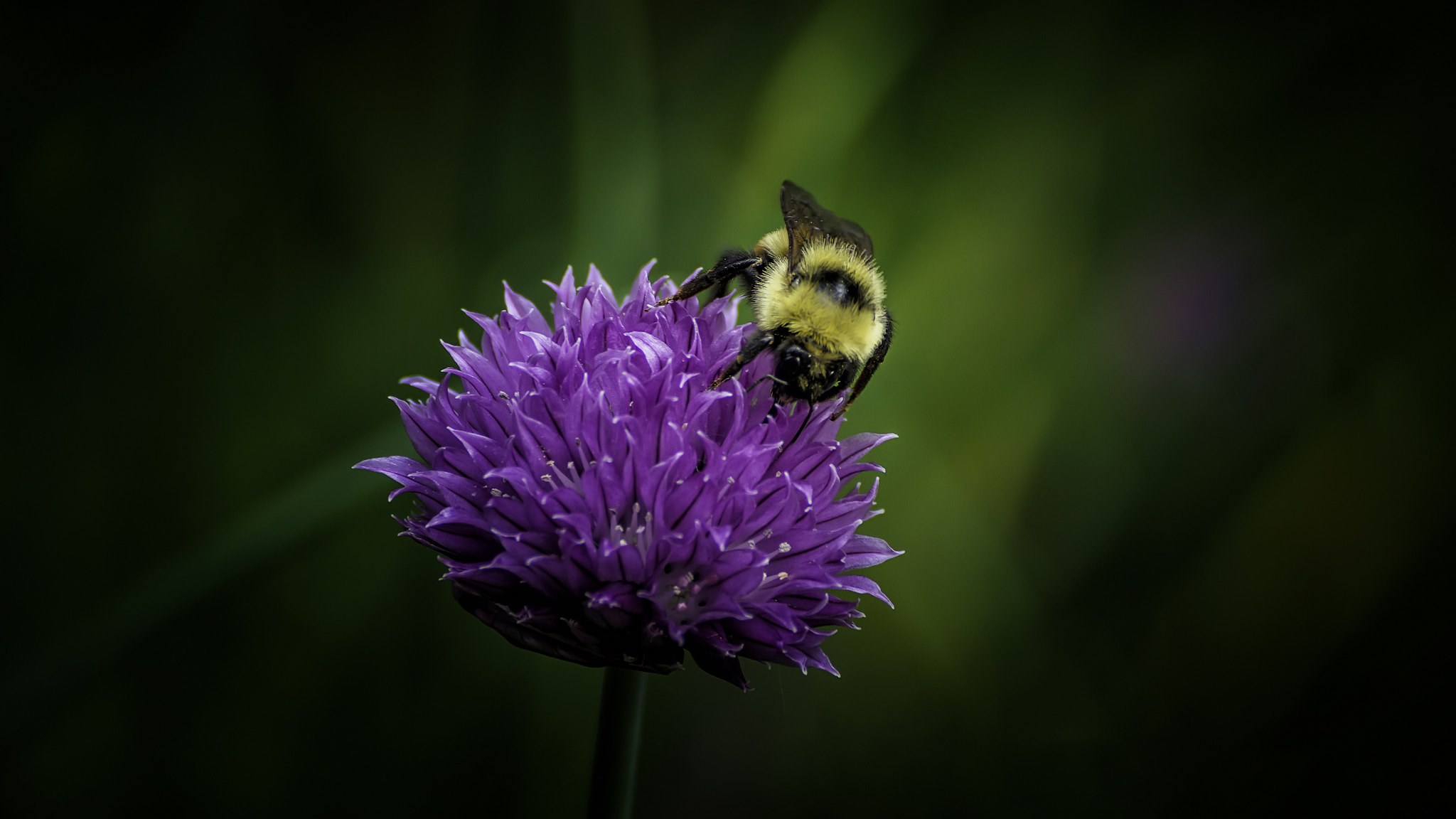 Sony DT 55-300mm F4.5-5.6 SAM sample photo. Hope photography