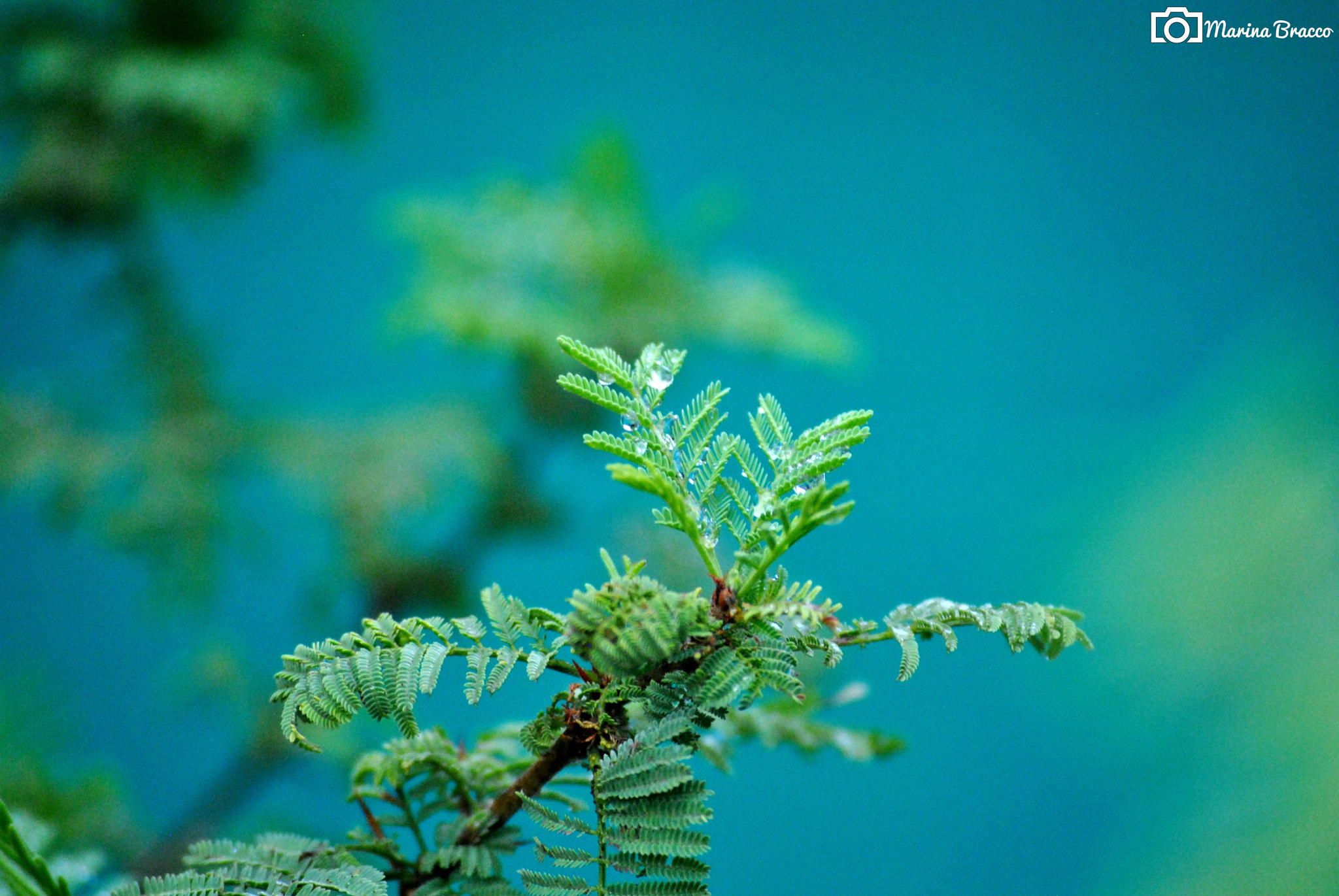 Nikon D3000 sample photo. Detail photography