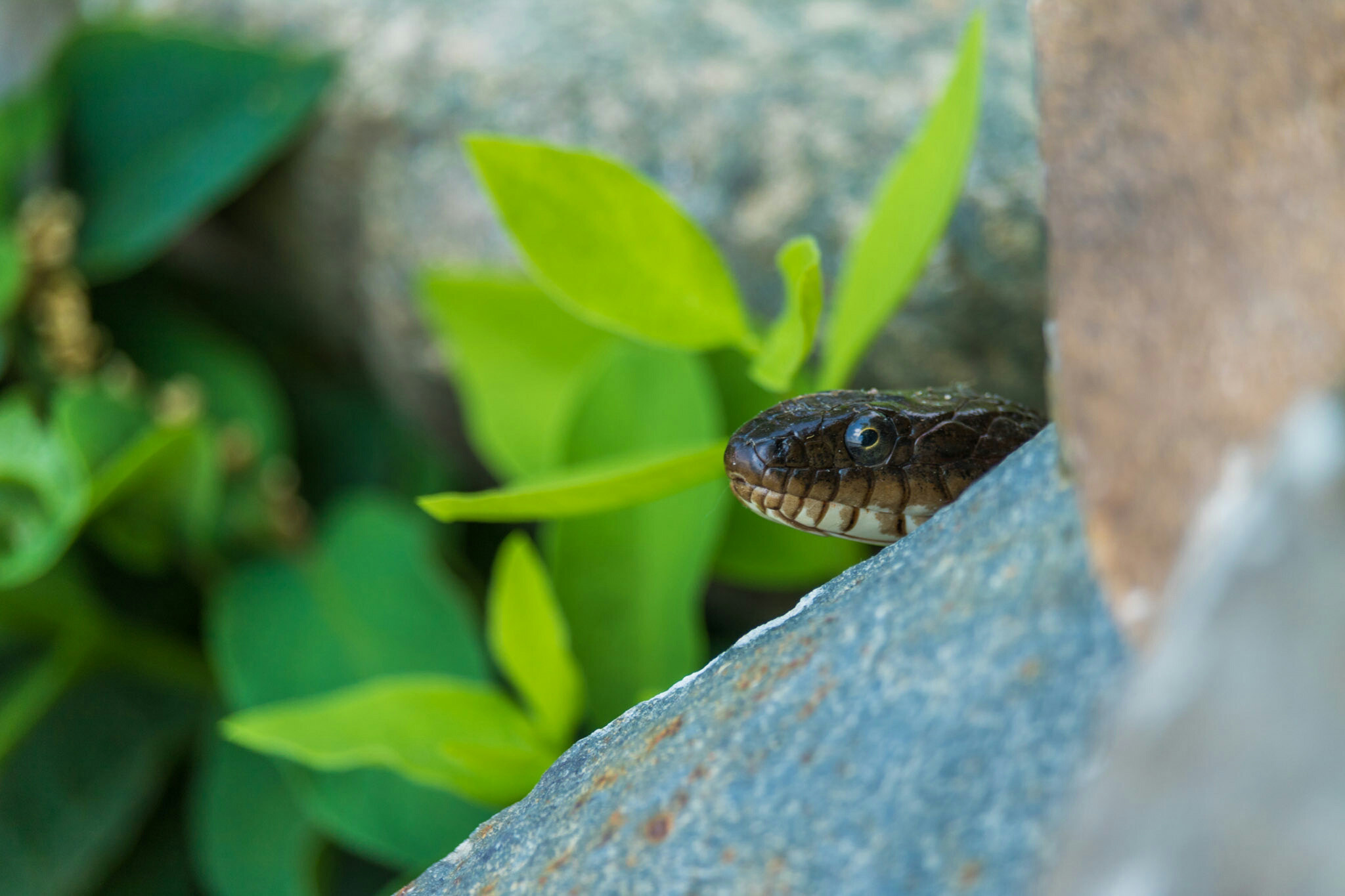 Canon EF-S 55-250mm F4-5.6 IS STM sample photo. Snake  photography