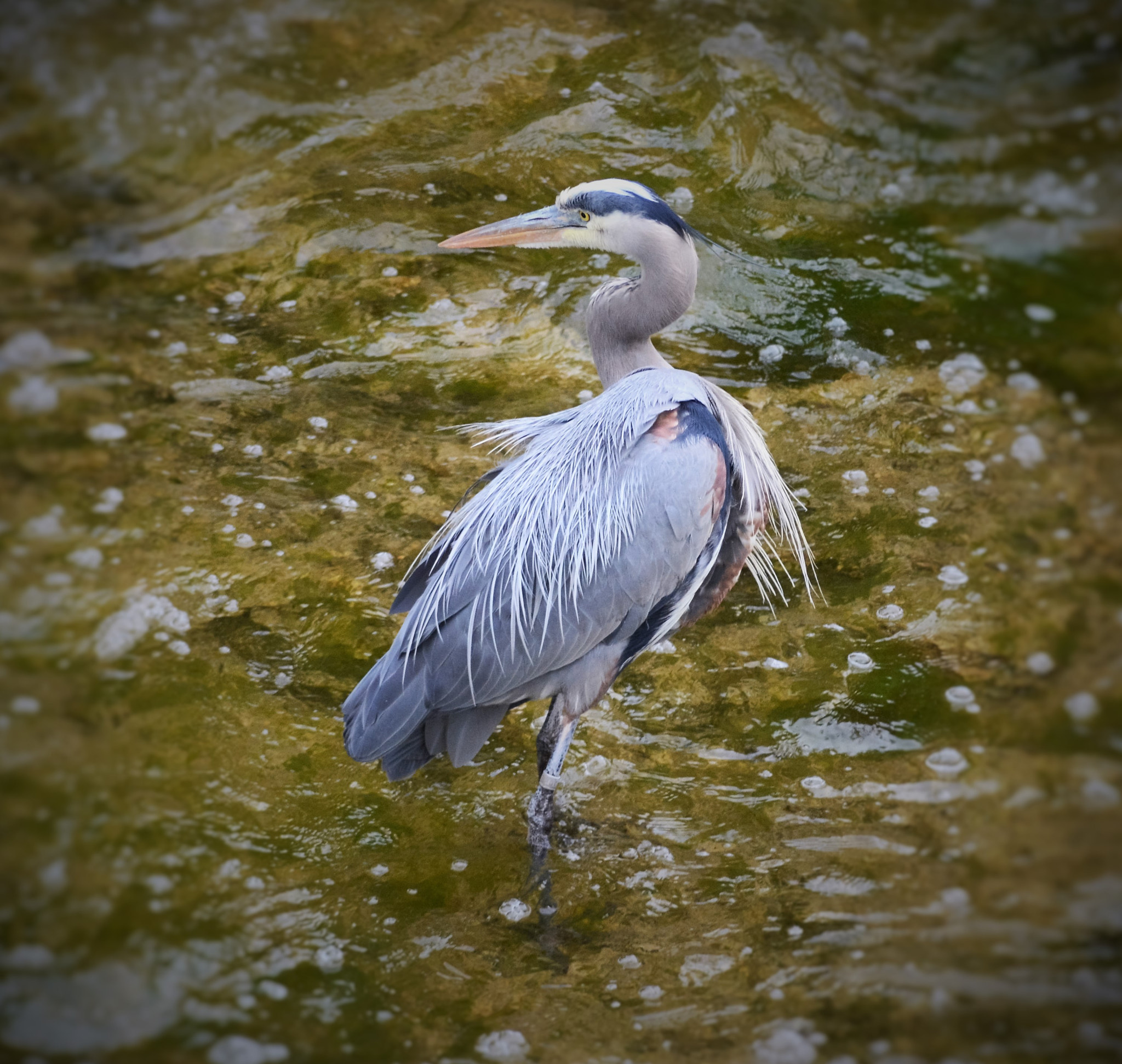 AF Zoom-Nikkor 70-300mm f/4-5.6D ED sample photo. If birds were rockstars photography