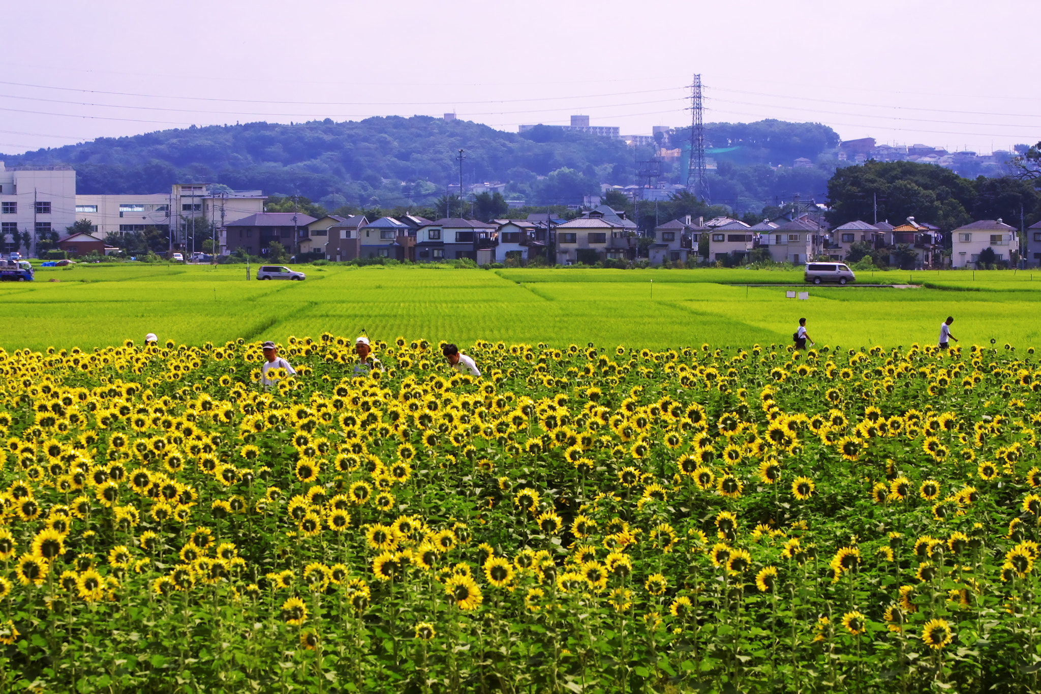 Canon EOS D30 sample photo. Summer photography