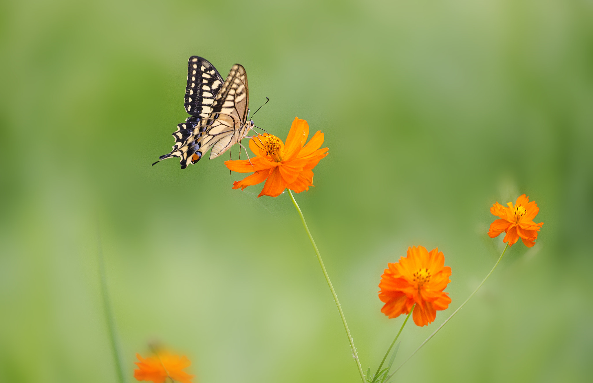 Canon EF 100-400mm F4.5-5.6L IS II USM sample photo. Happy time photography