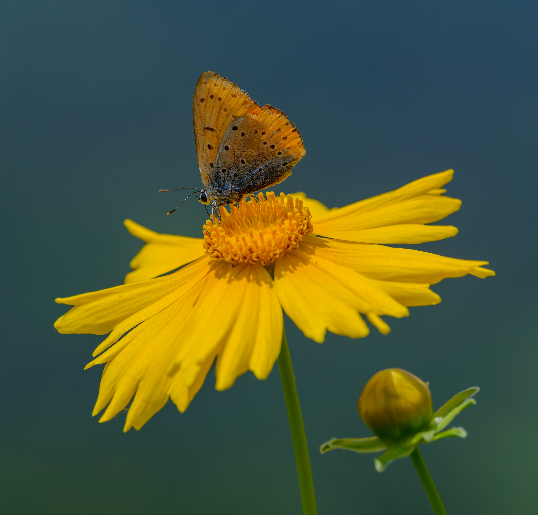 Nikon D800E + Sigma 150mm F2.8 EX DG Macro HSM sample photo. Large copper butterfly on the yellow flower photography