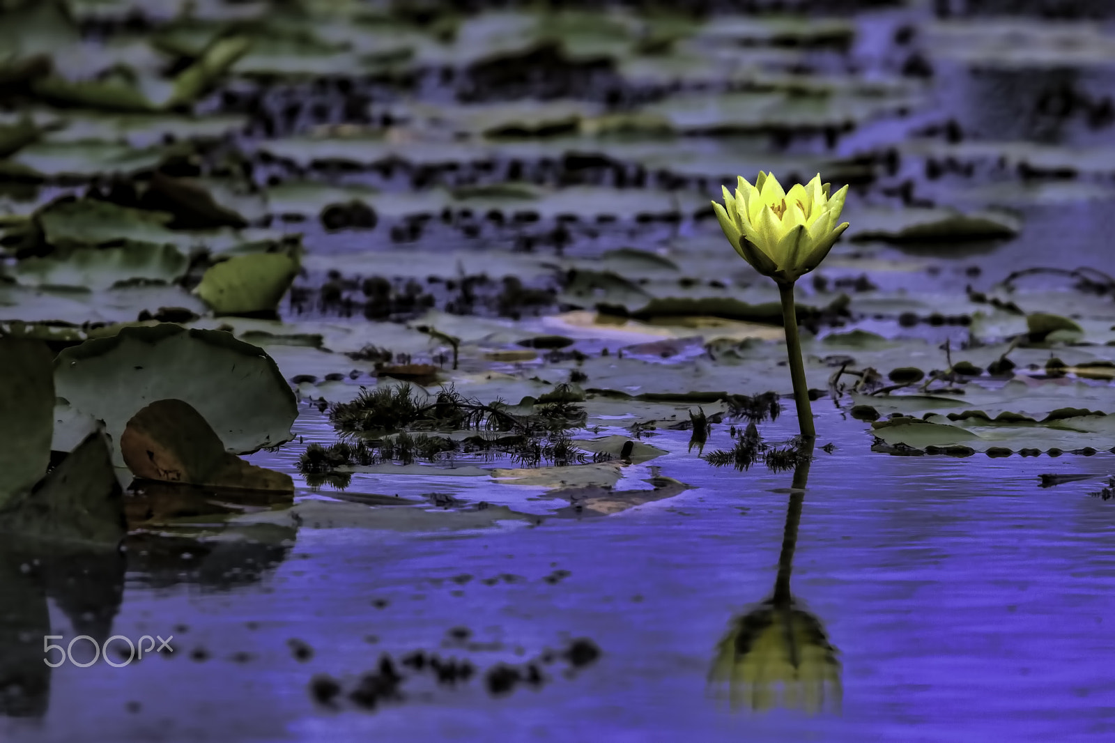 Canon EOS 7D + Canon EF 400mm F4.0 DO IS USM sample photo. Beauty in the marsh photography