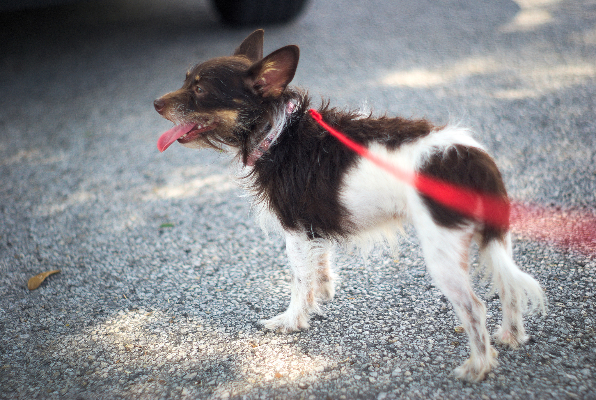Sony Alpha DSLR-A100 + Minolta AF 50mm F1.7 sample photo. My dog pippa photography
