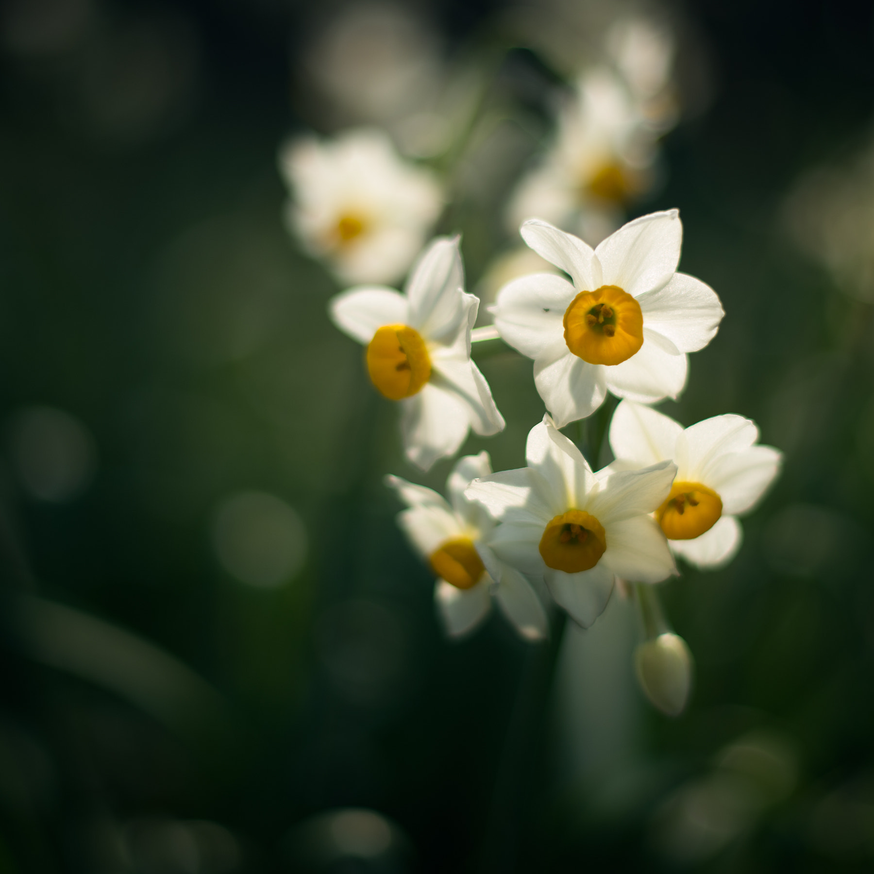 Nikon Df + Nikon AF-S Nikkor 50mm F1.4G sample photo. Spring daffodils photography
