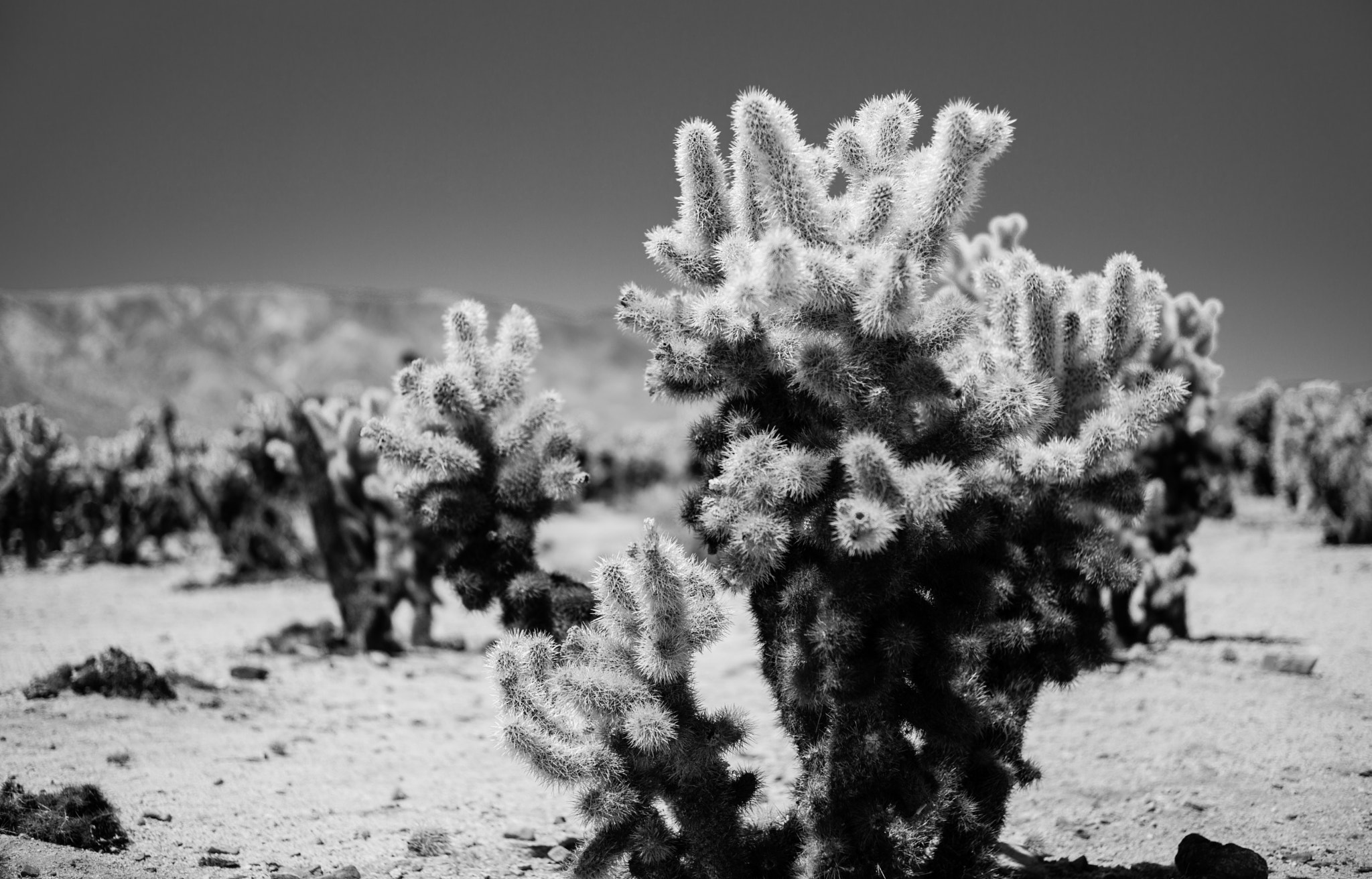 Summicron-M 1:2/50 sample photo. Cactus garden photography
