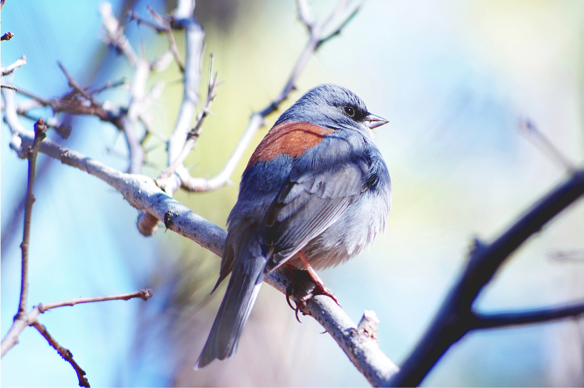 smc PENTAX-DA L 55-300mm F4-5.8 ED sample photo. Super plumpy oregon junco photography