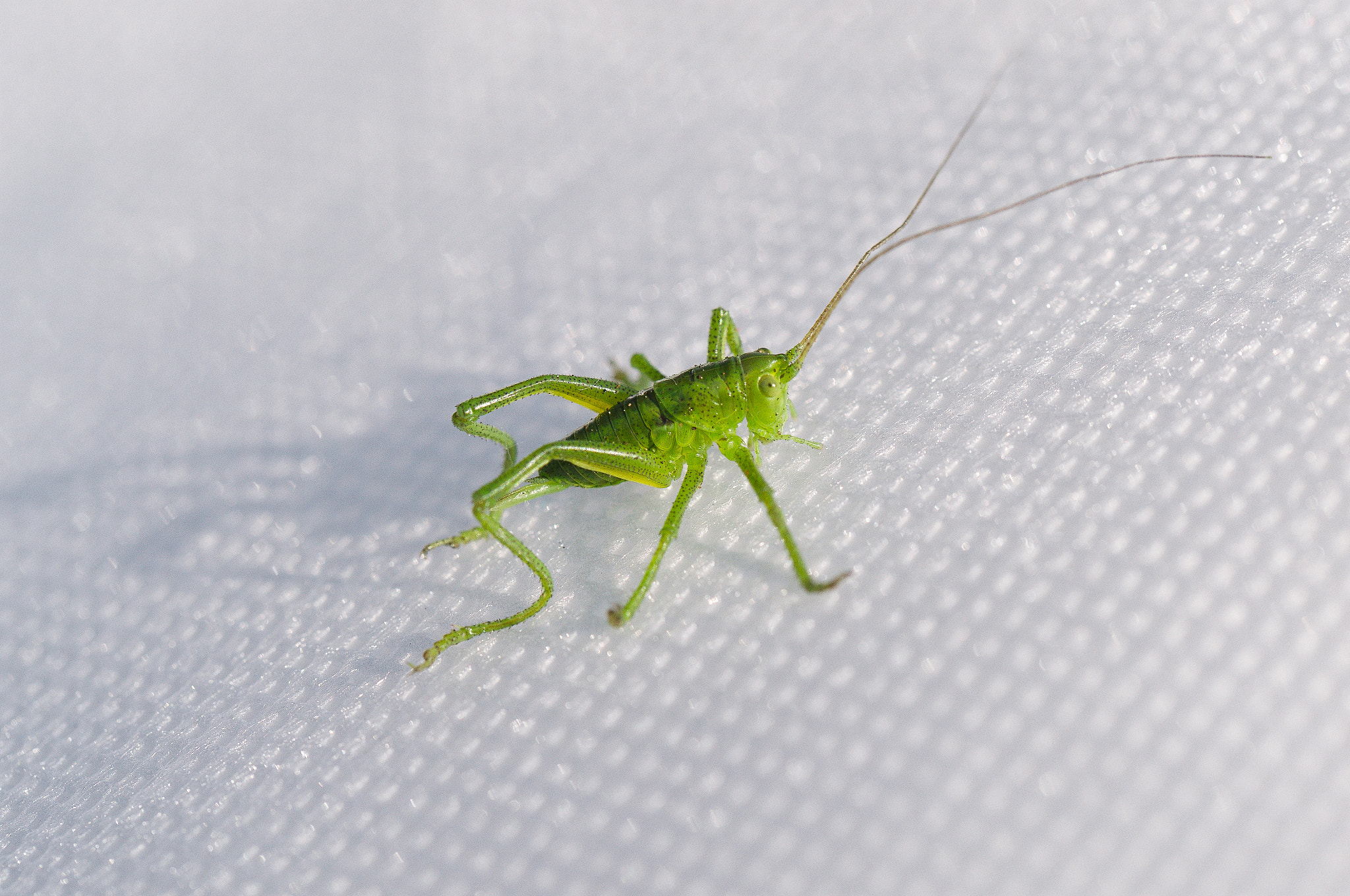 Nikon D3100 sample photo. Tettigoniidae photography